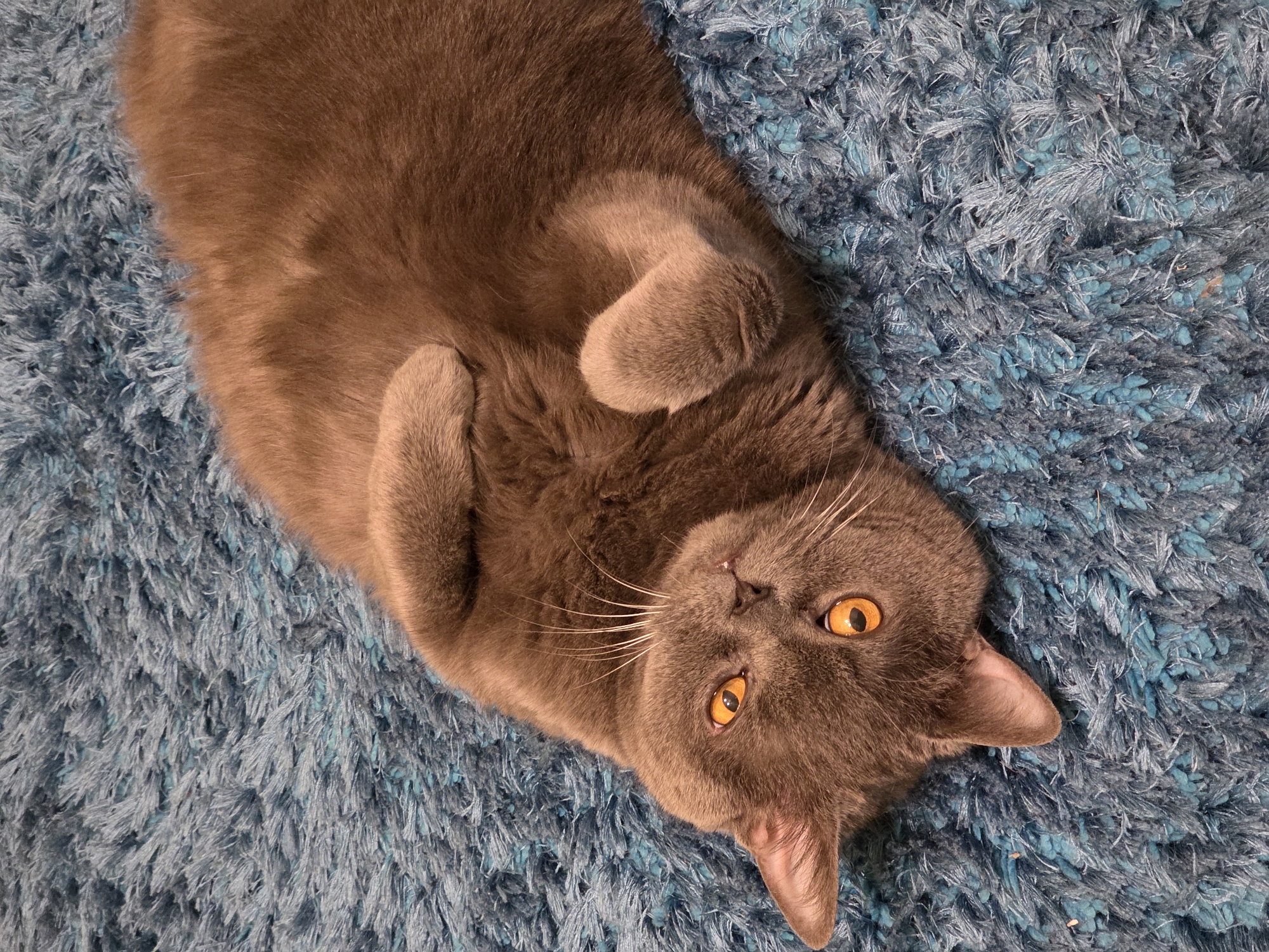 Gray cat rests on blue rug in Kaliningrad home