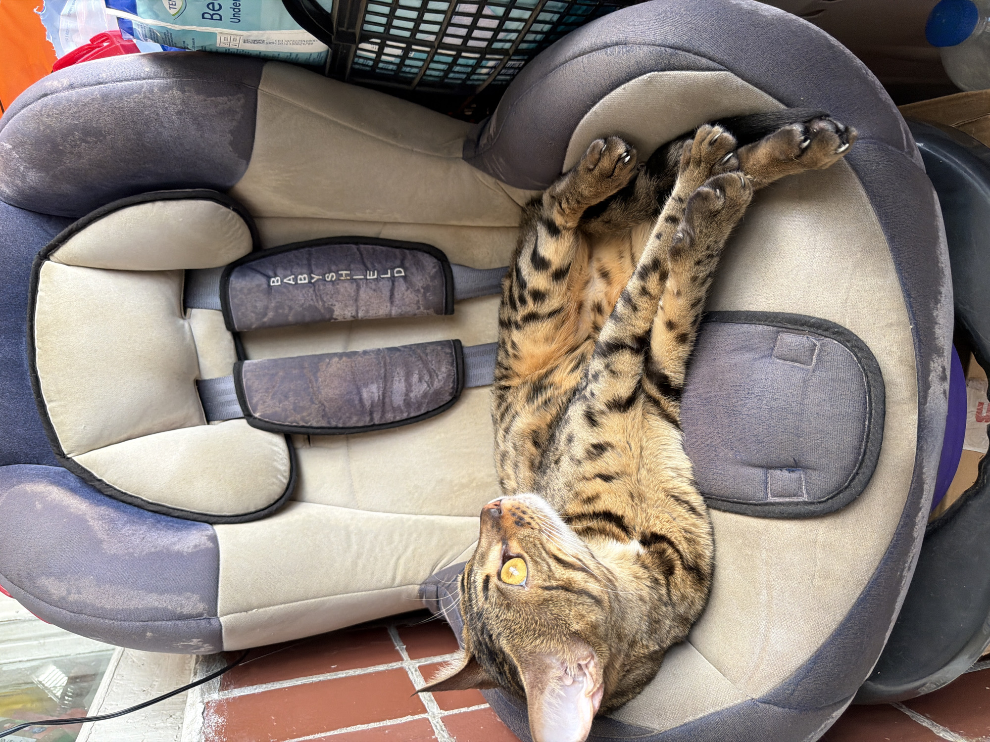 Bengal cat and a peeking face, Dnipro afternoon