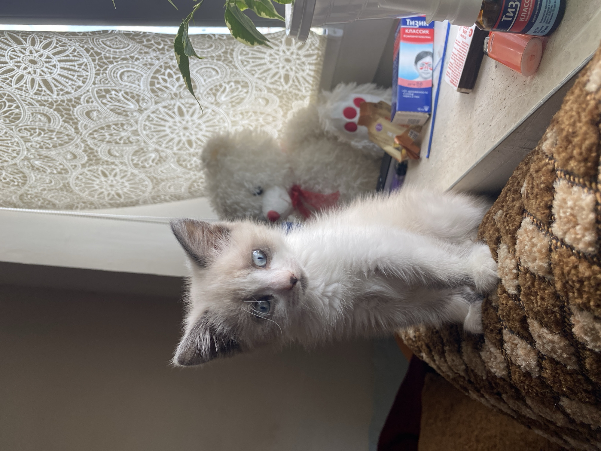 Russian resident documents morning domestic life with pets and surroundings