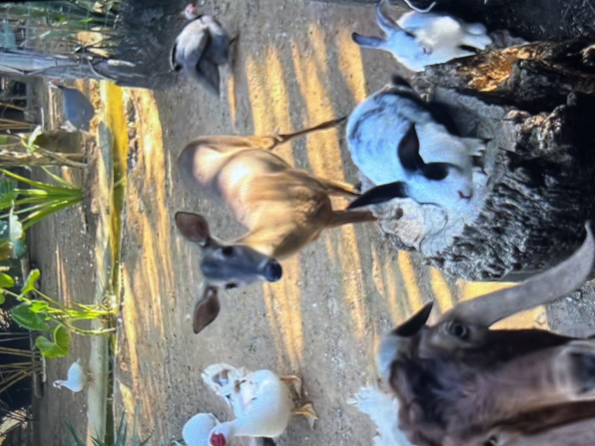 Wildlife gathering documented in Tinaquillo Venezuela at sunset