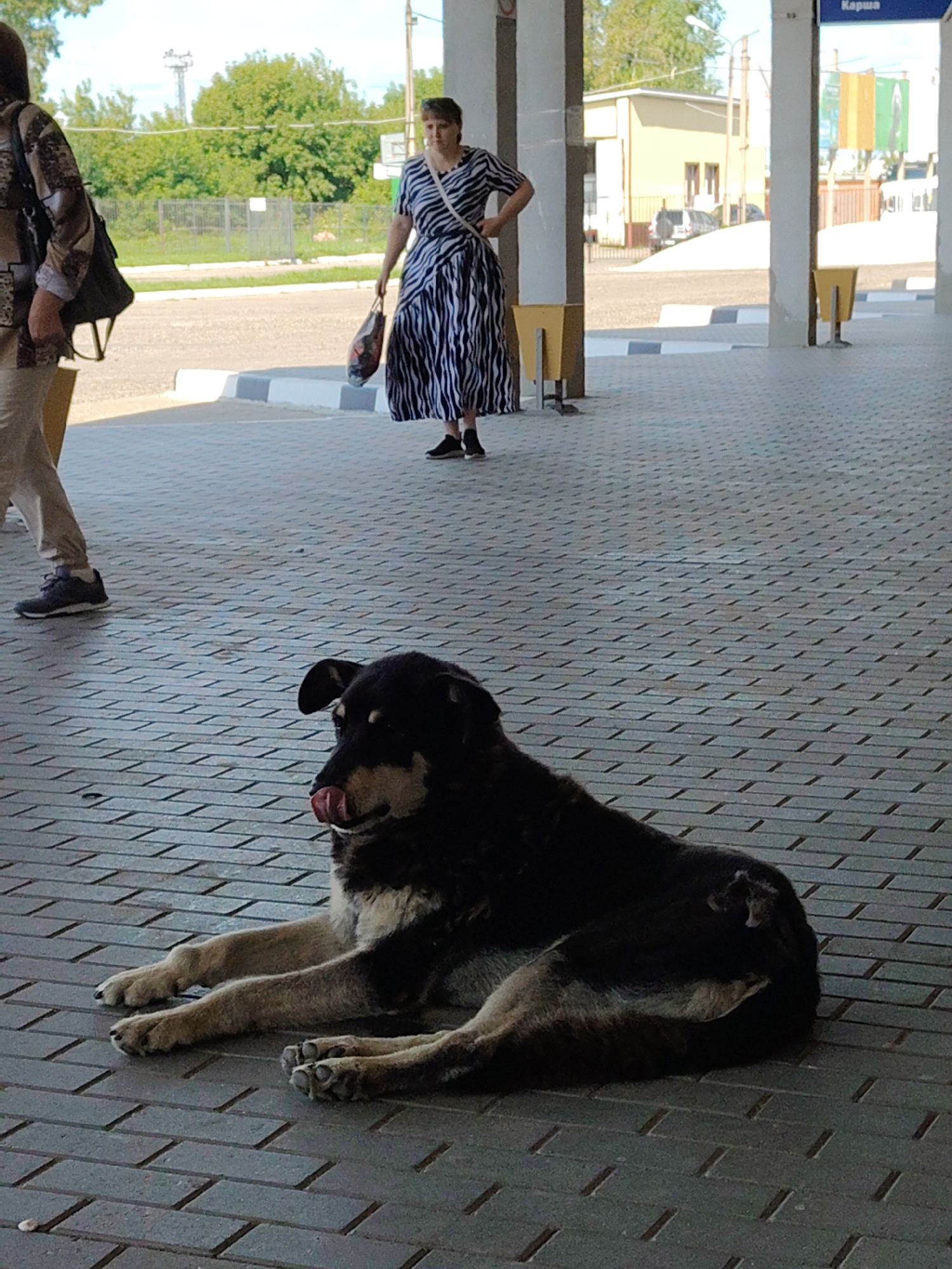 White roses, a resting dog, and a morning transit stop