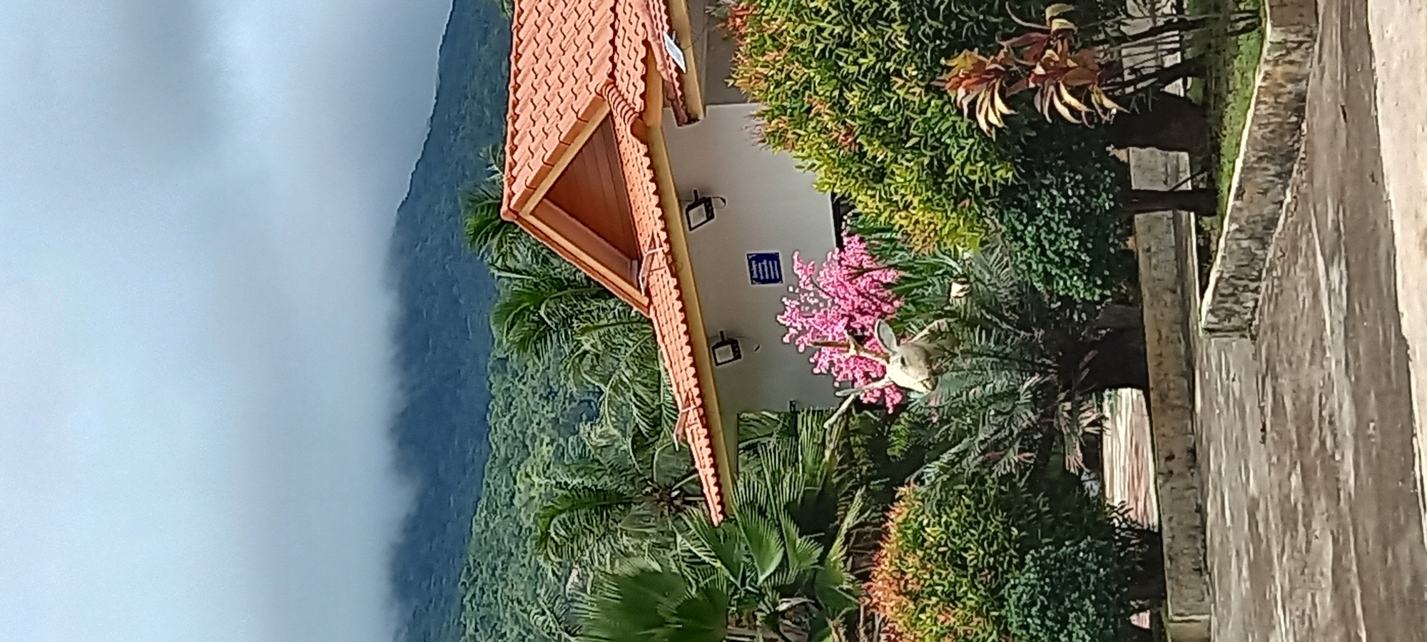 Early morning life documented across Koh Phangan island