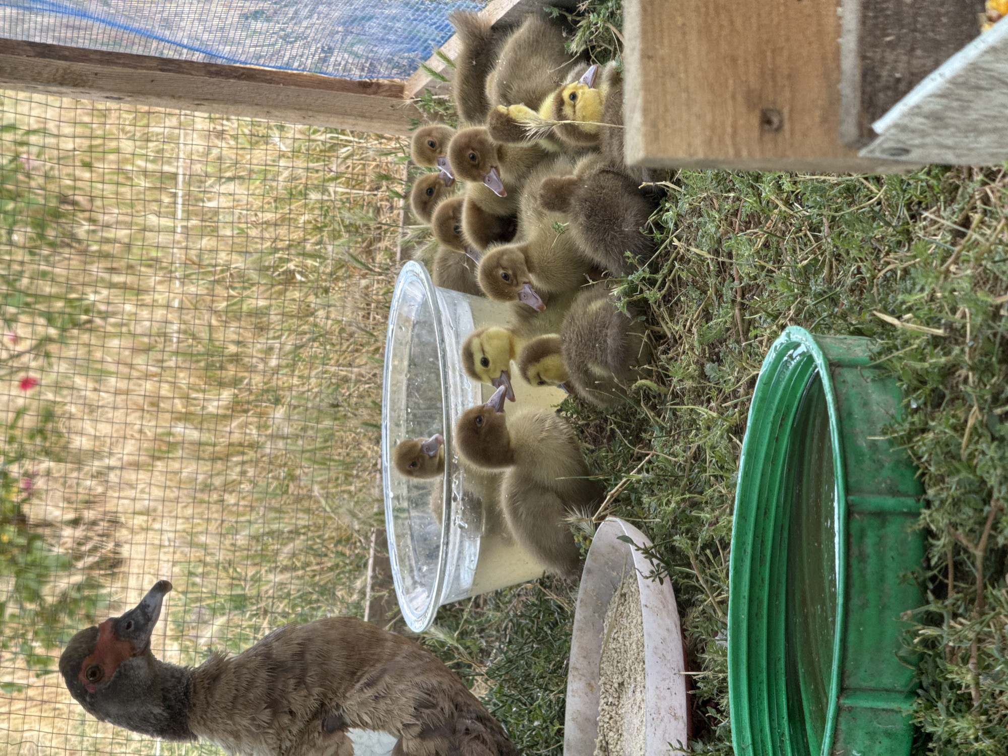 Muscovy duck and ducklings gather around a water dish in Ukraine