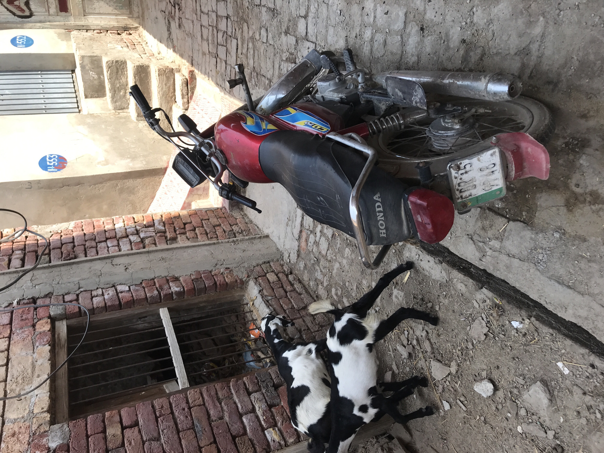 Morning scenes: courtyard with motorcycle, goats and mobile gambling