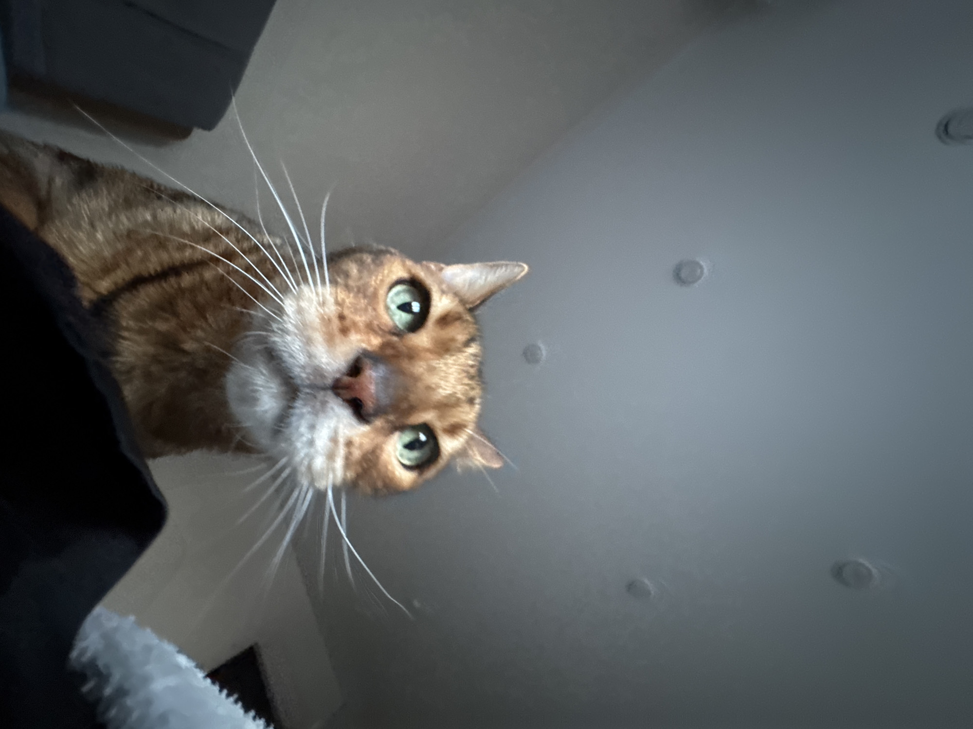 Cat and baking activities documented in home setting