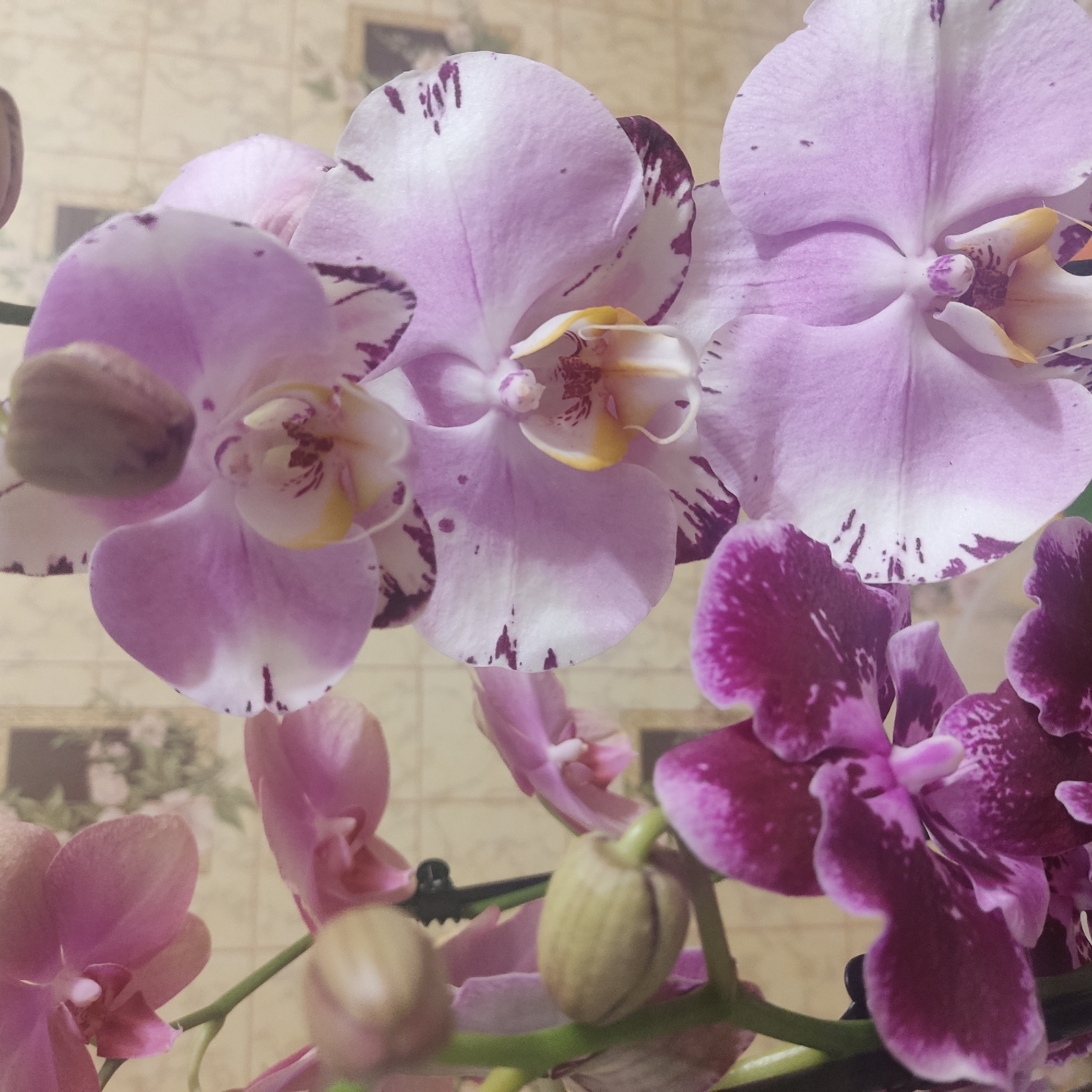Close-up floral collection spanning photography and painting