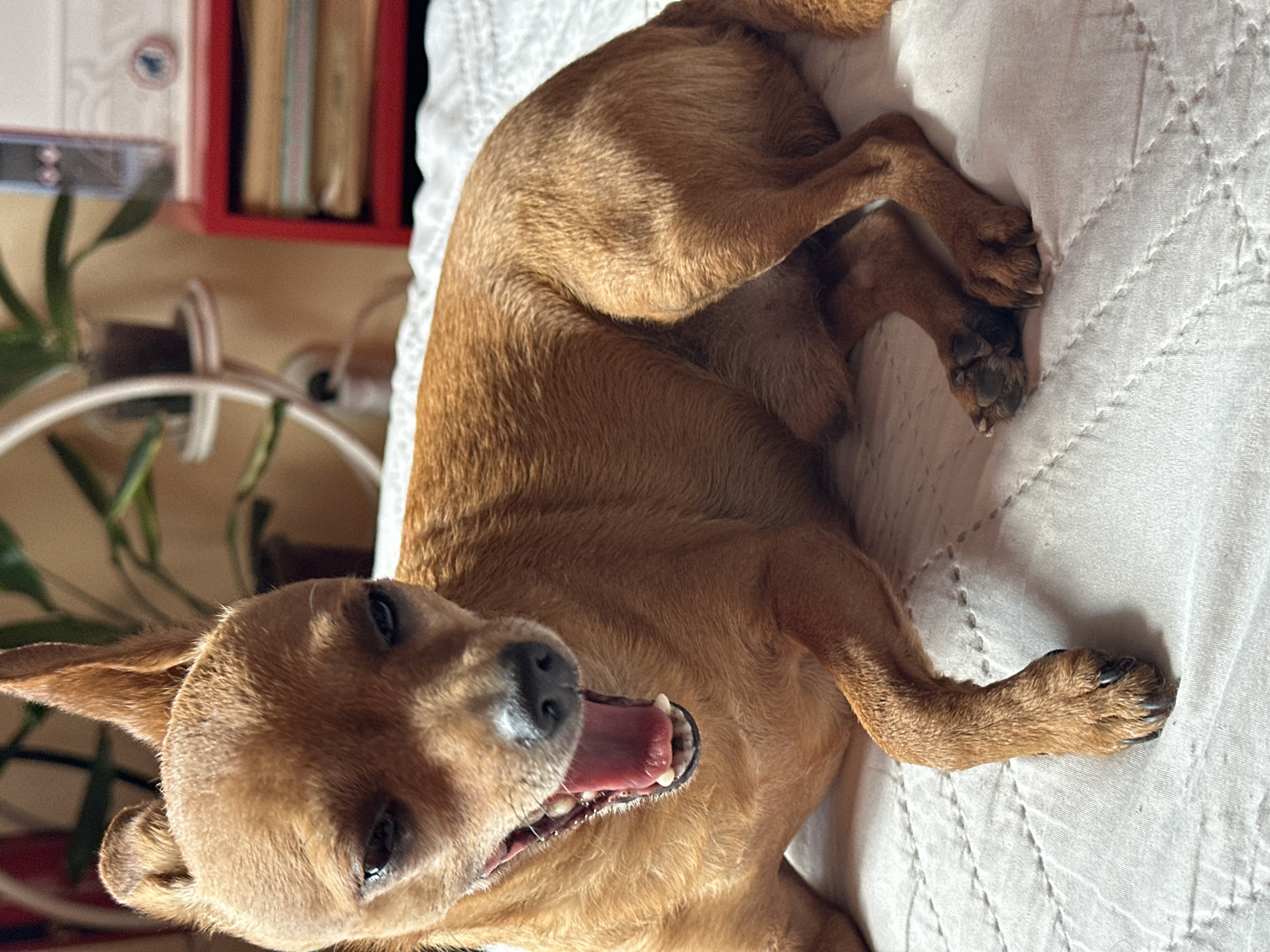 Small dog naps on bedroom quilt in Bulgarian village
