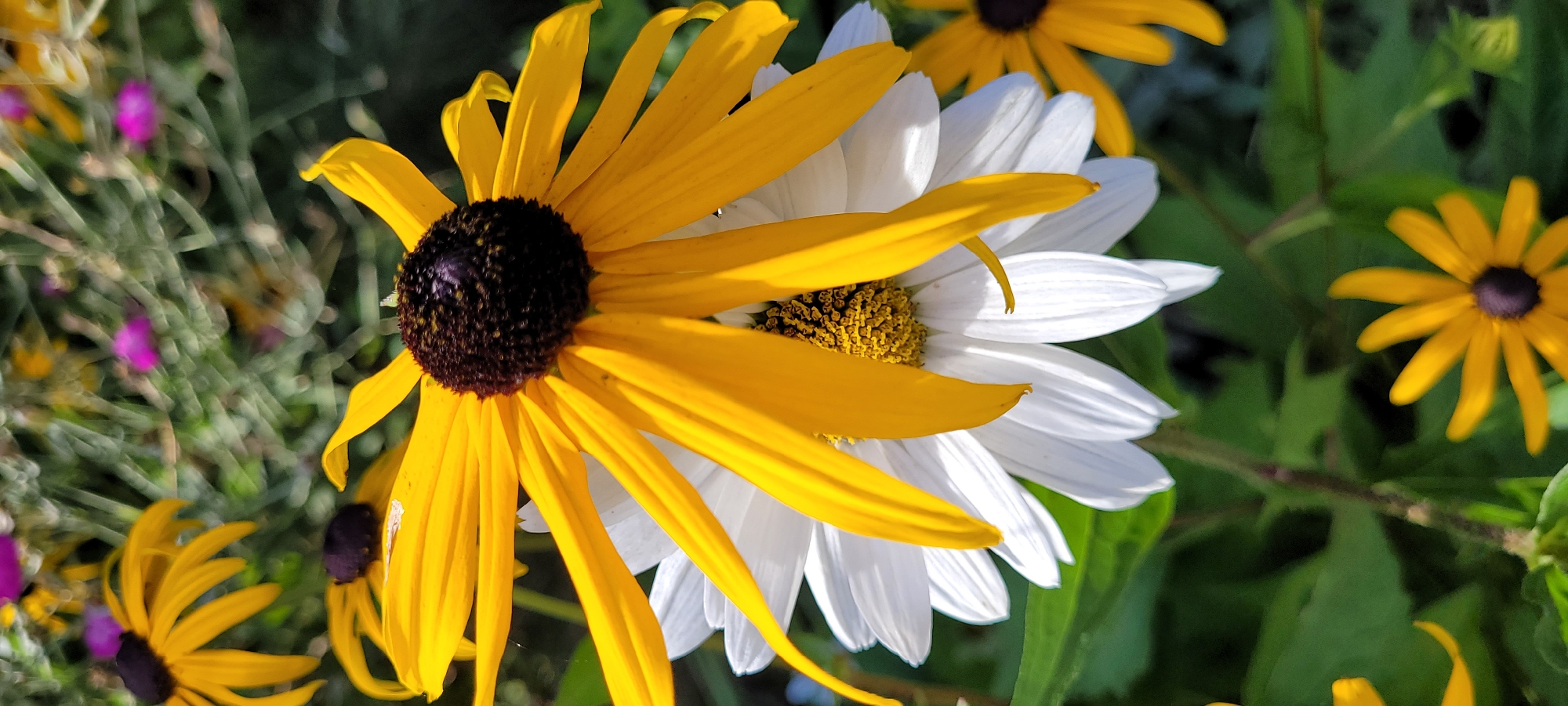 Macro garden photography in Riga, flowers and foliage up close