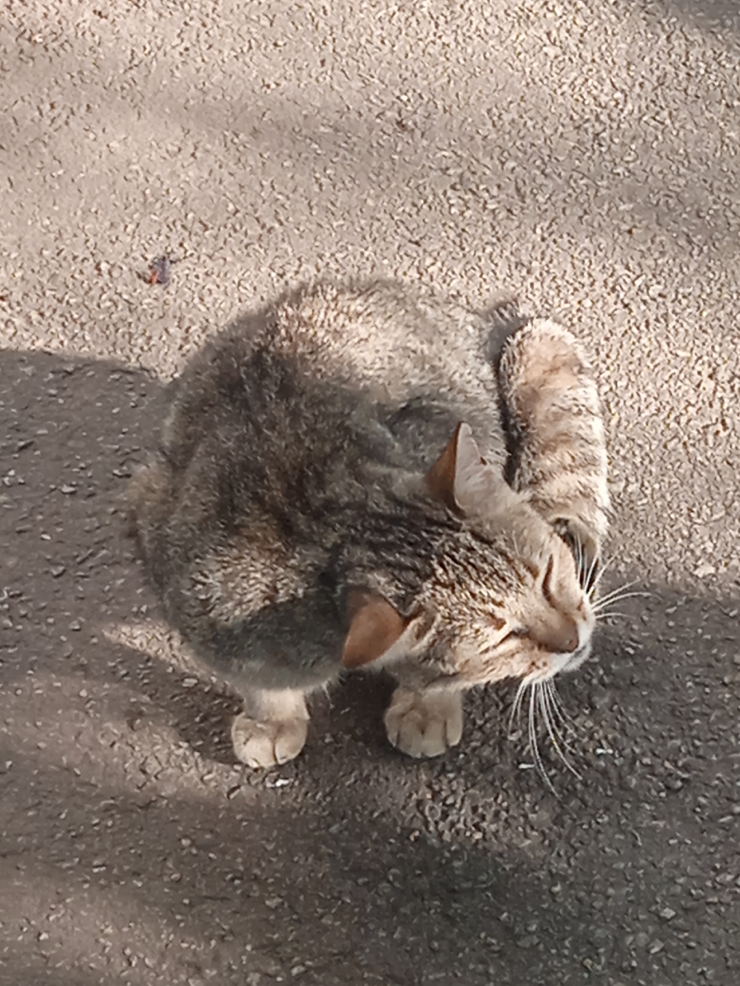 Tabby cat napping outside while pigeons forage nearby