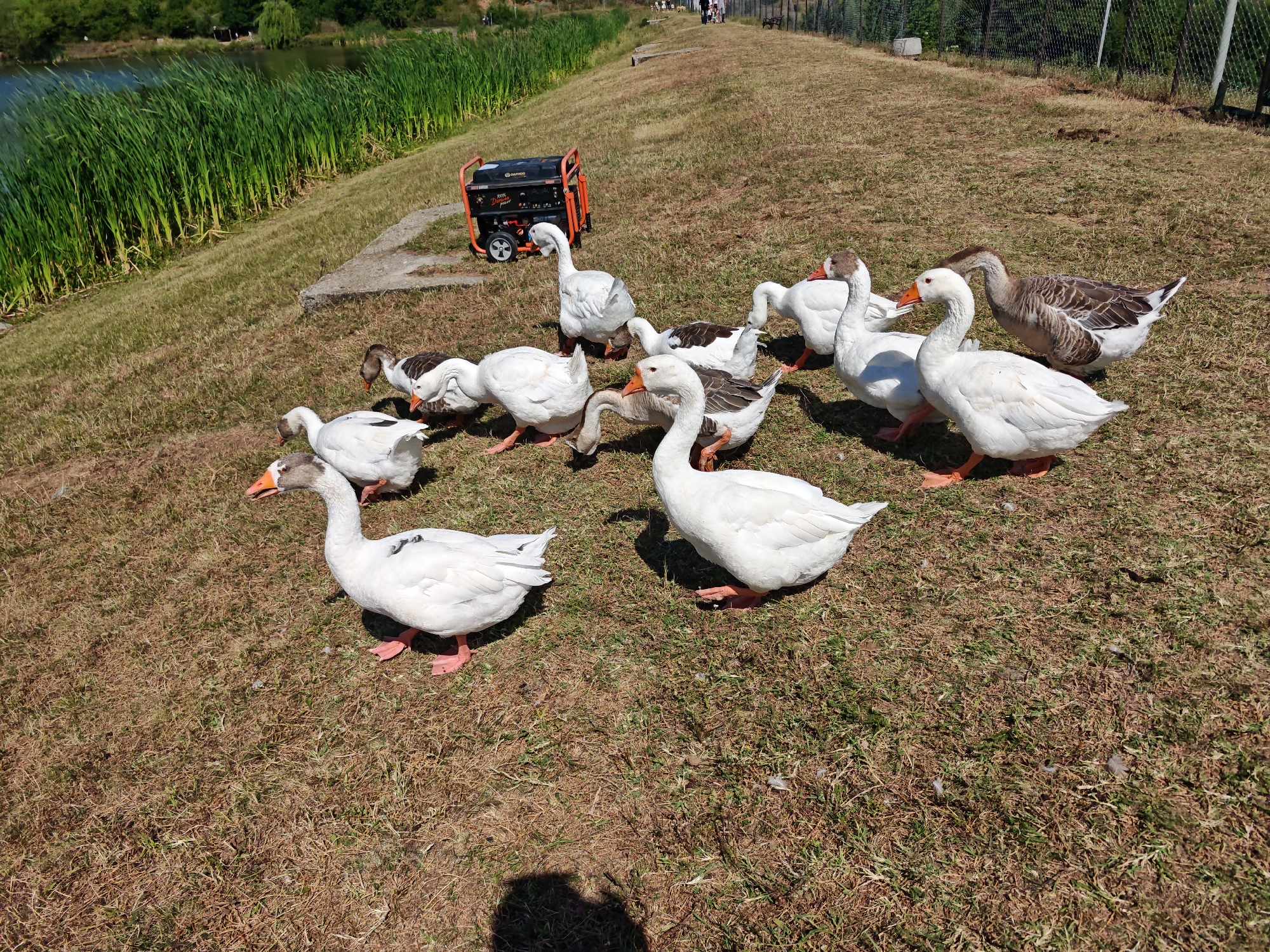 Geese at a lakeside restaurant in Ivanyane, Bulgaria