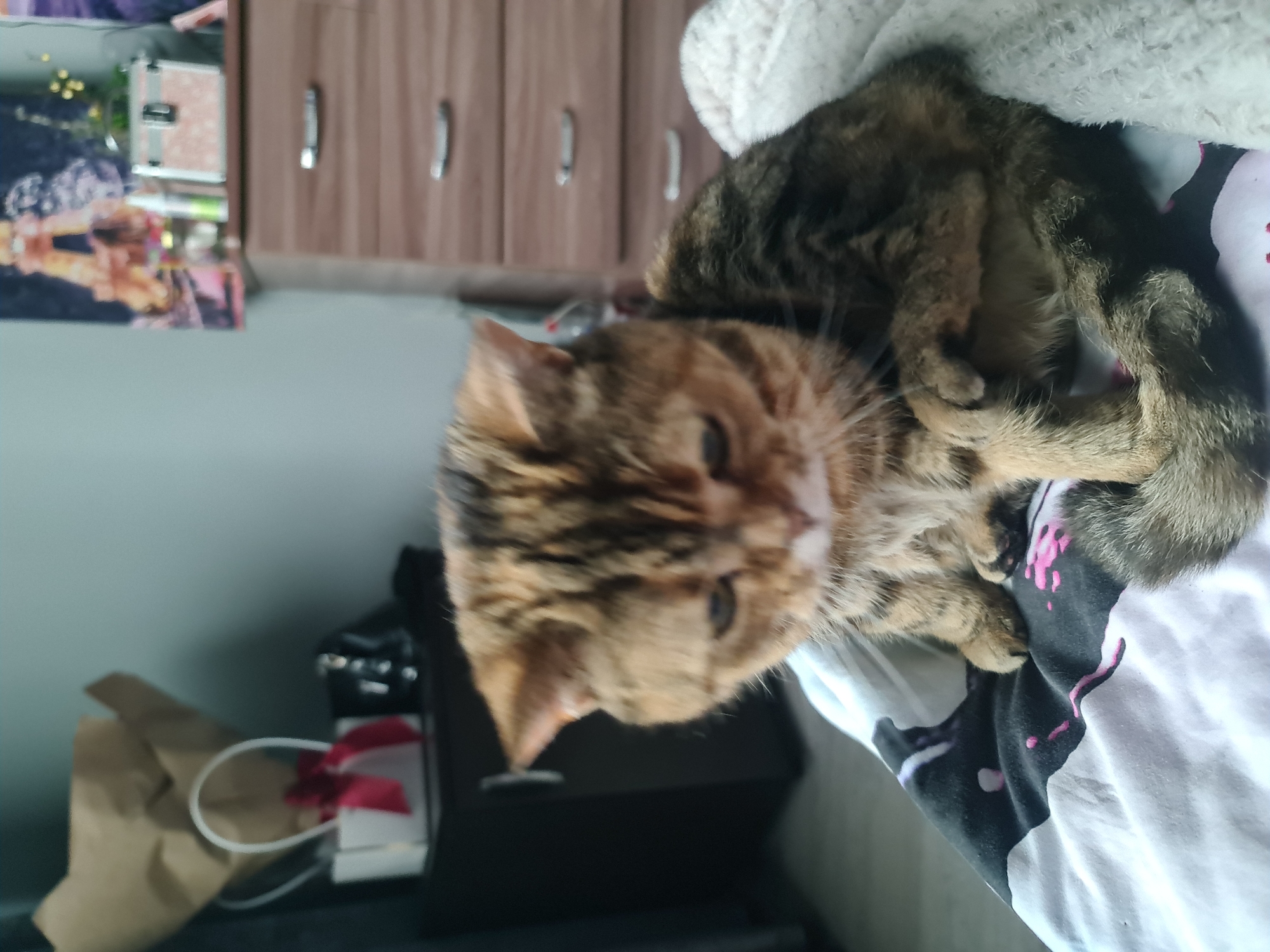 Cats at rest on a quiet morning in Bavly
