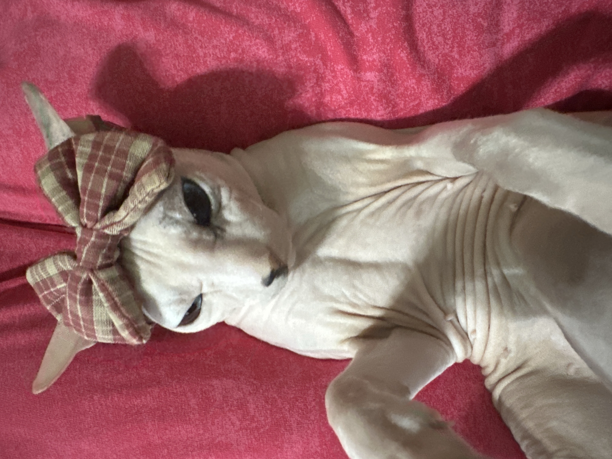 Sphynx cat photo session with hats, bows, and tiny props