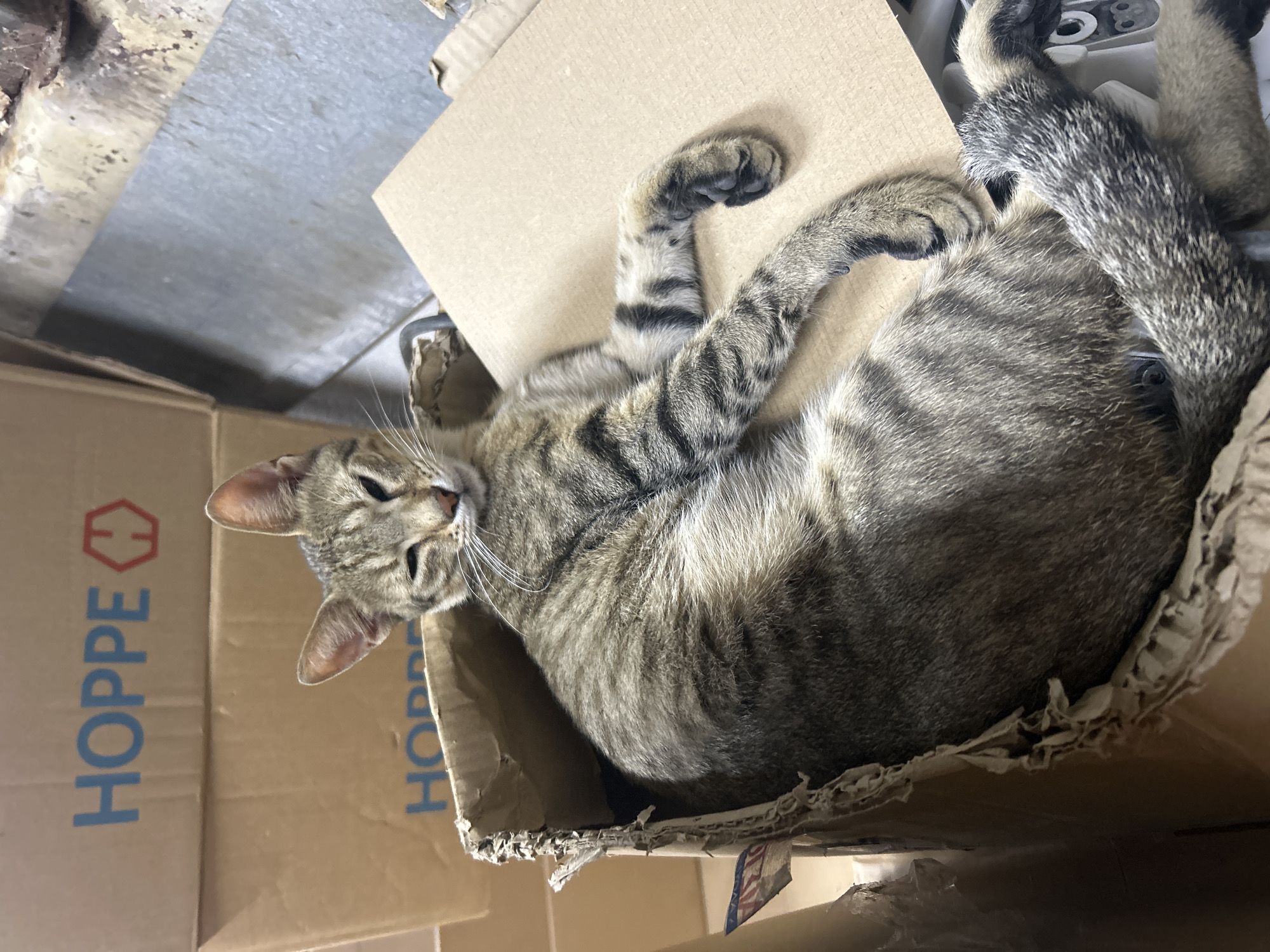 Tabby cats at ease in a Struma storage space
