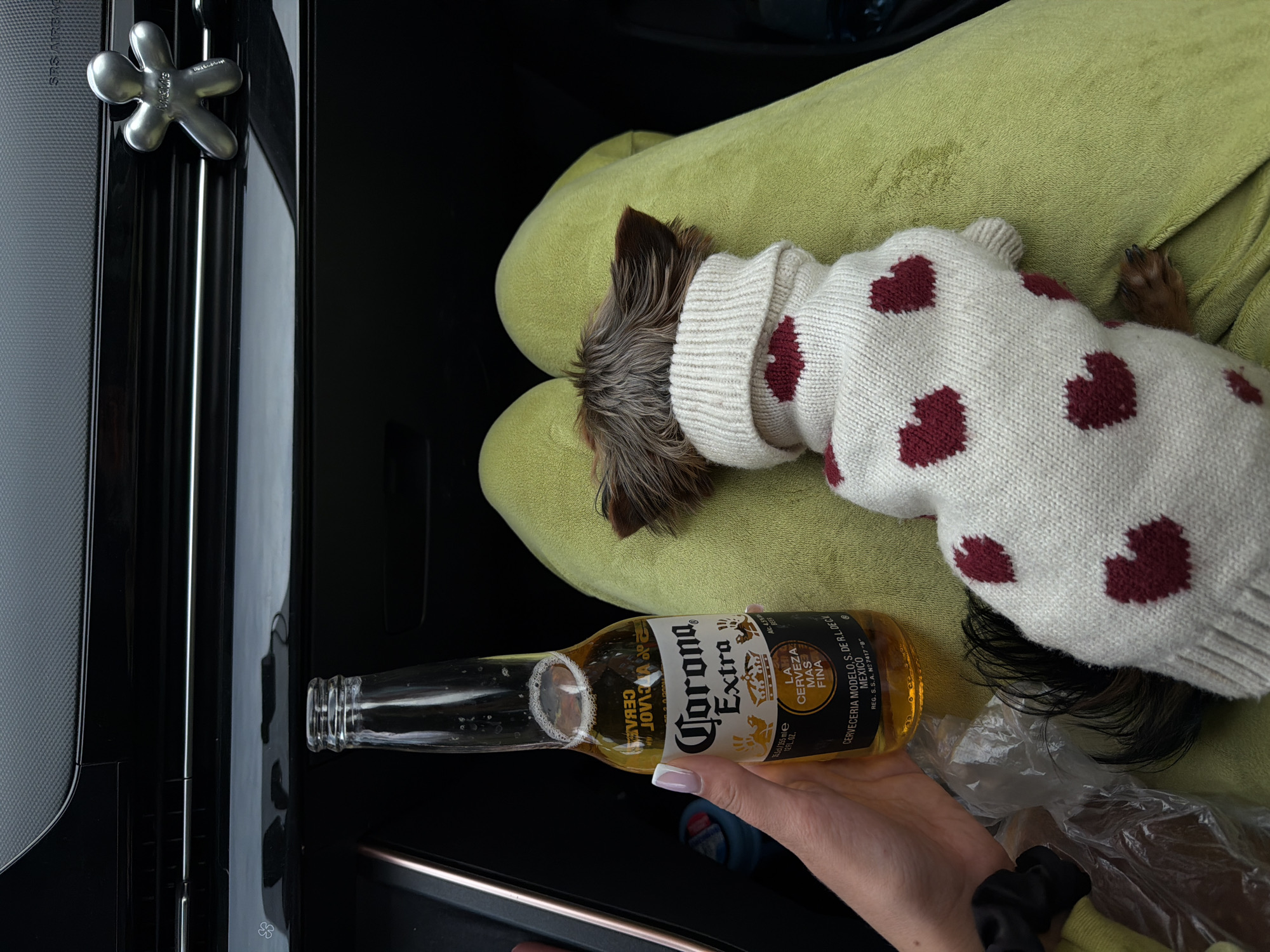 Dog in heart sweater photographed with beer in Krasnoyarsk