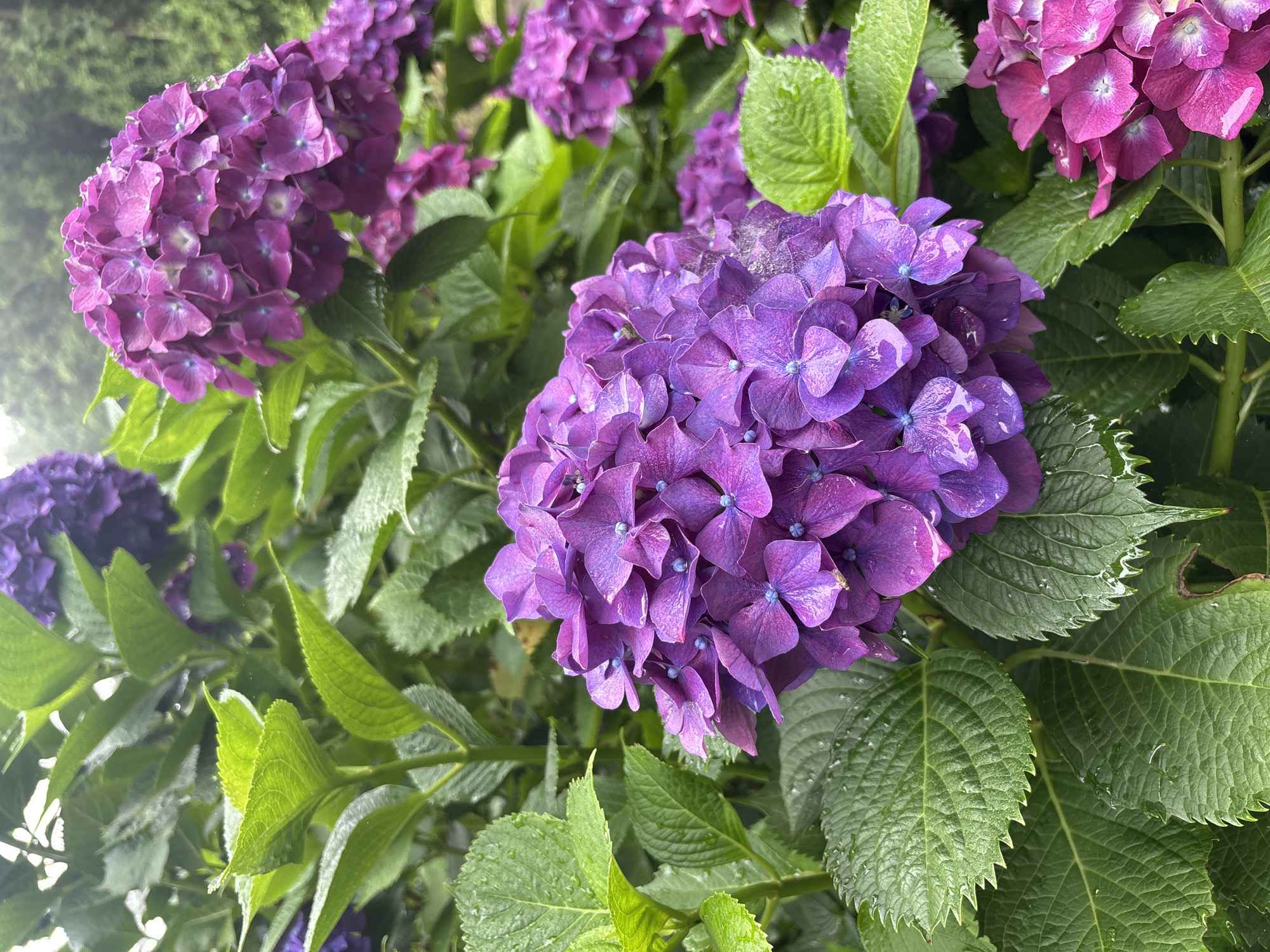 Rainy morning hike at Abu Oreum, Jeju, hydrangeas in full bloom