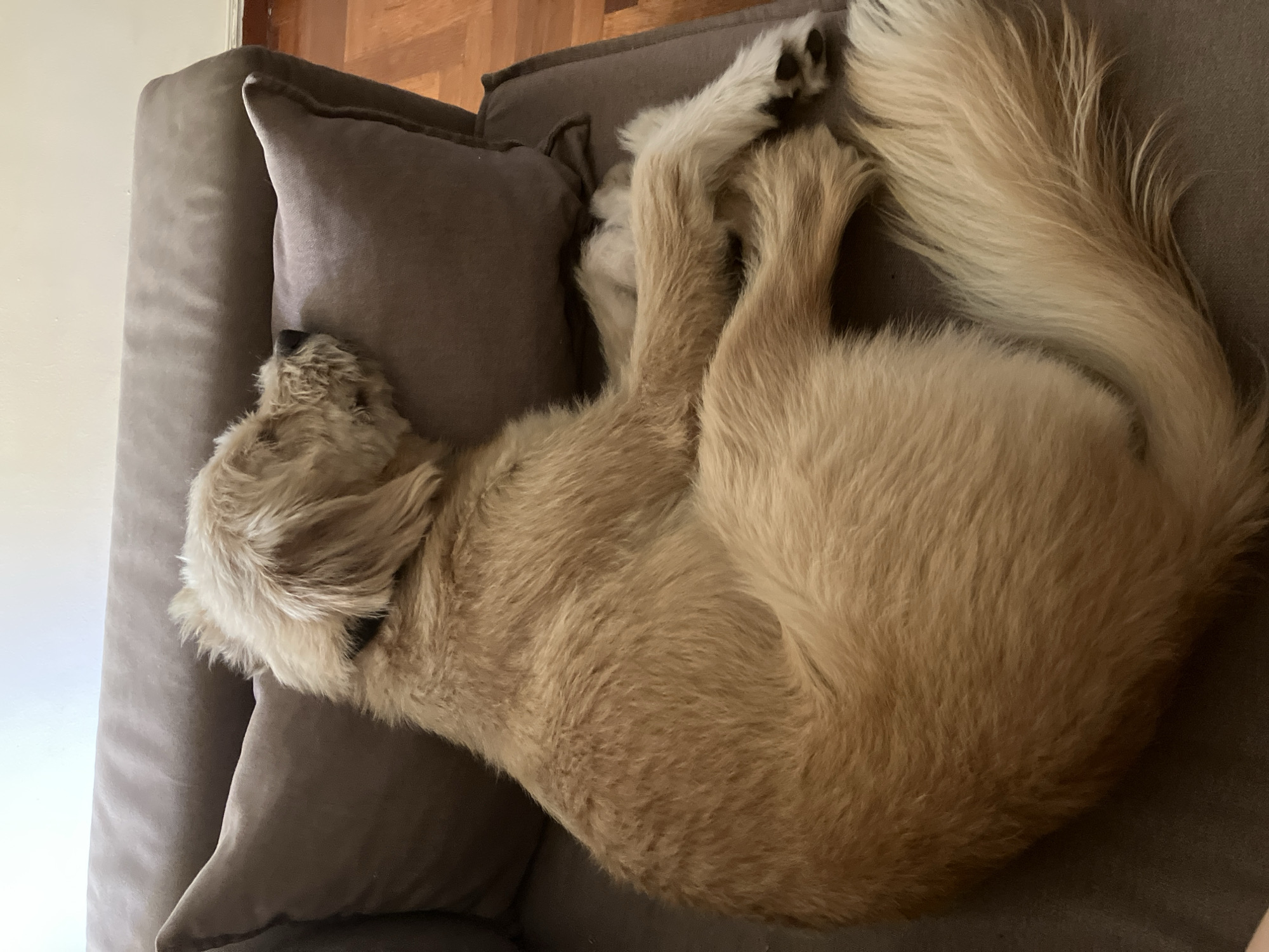 Fluffy dog napping on a sofa in Paleo Faliro