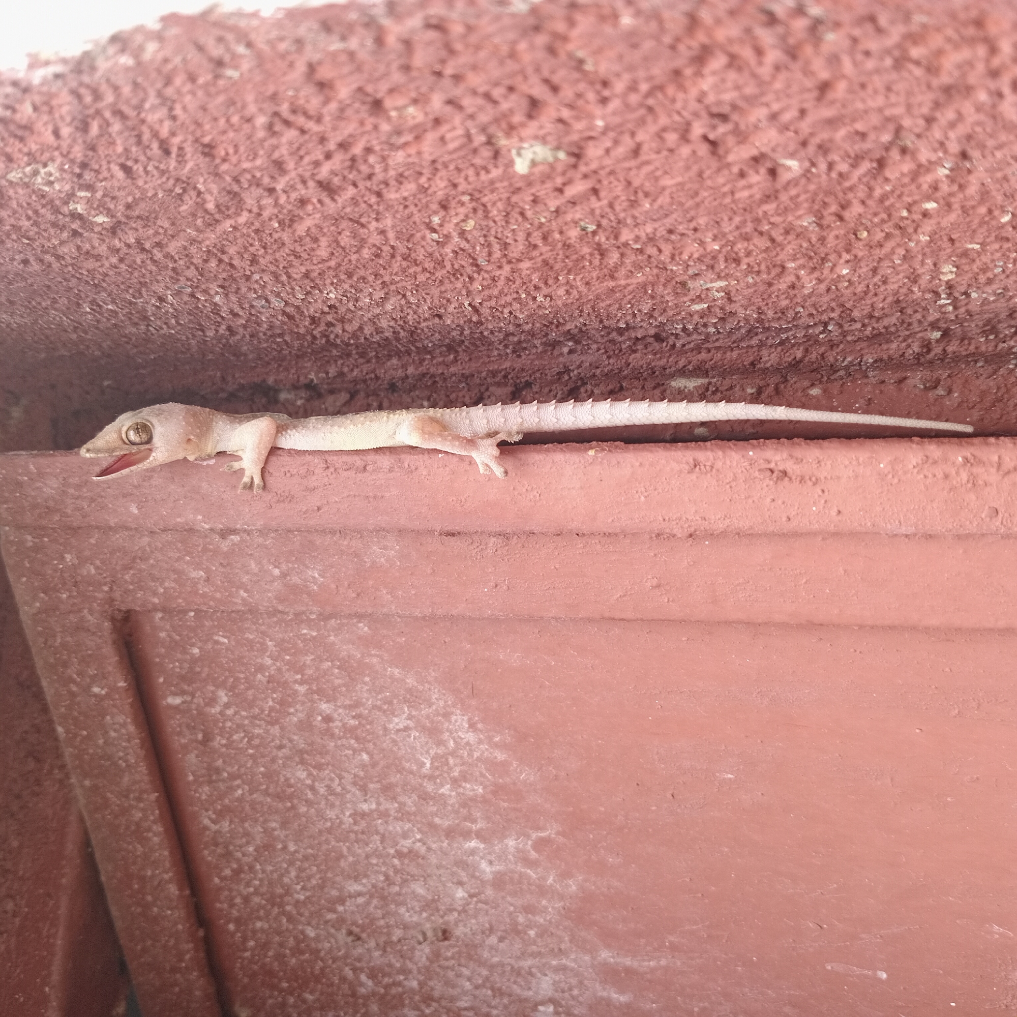 Gecko spotted and man photographed with pine cone in Duaca