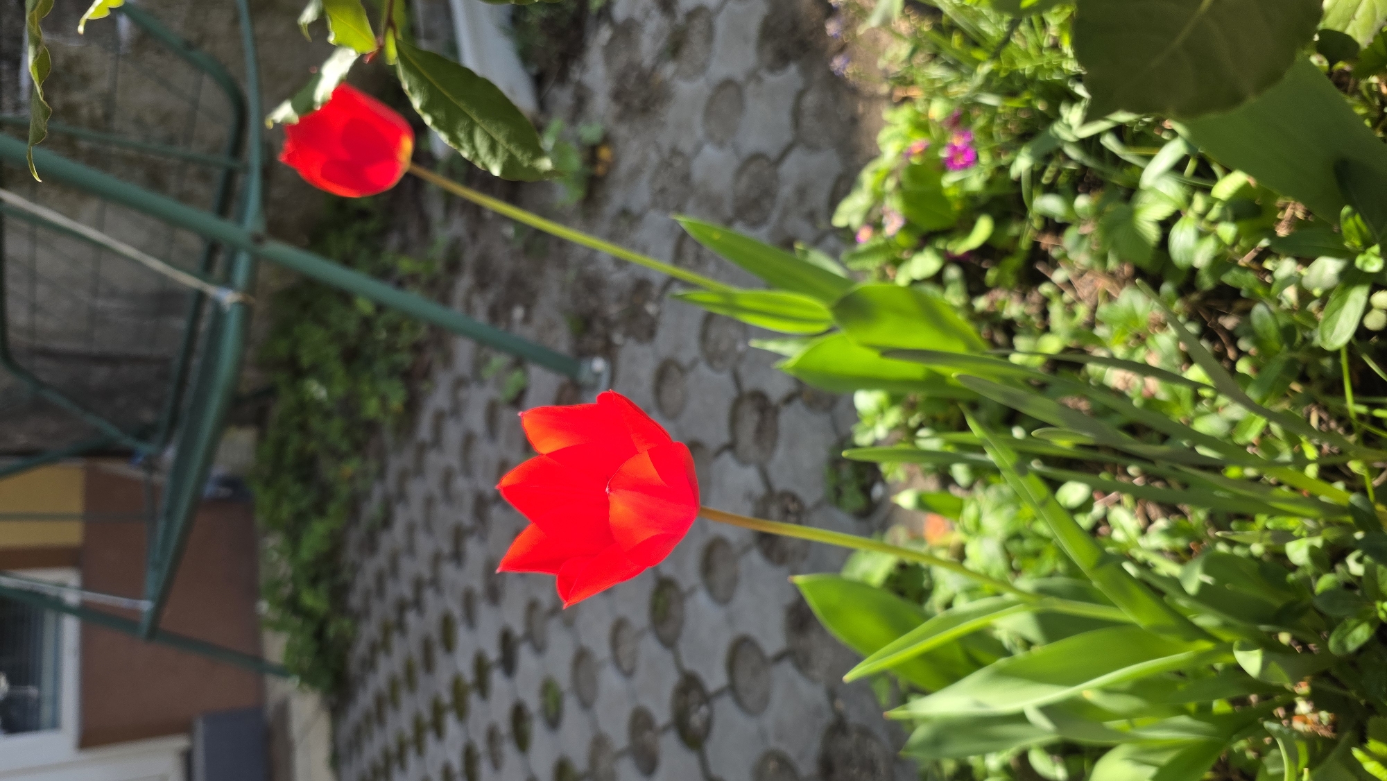 Morning snapshots capture springtime daily life in Blagoevgrad, Bulgaria