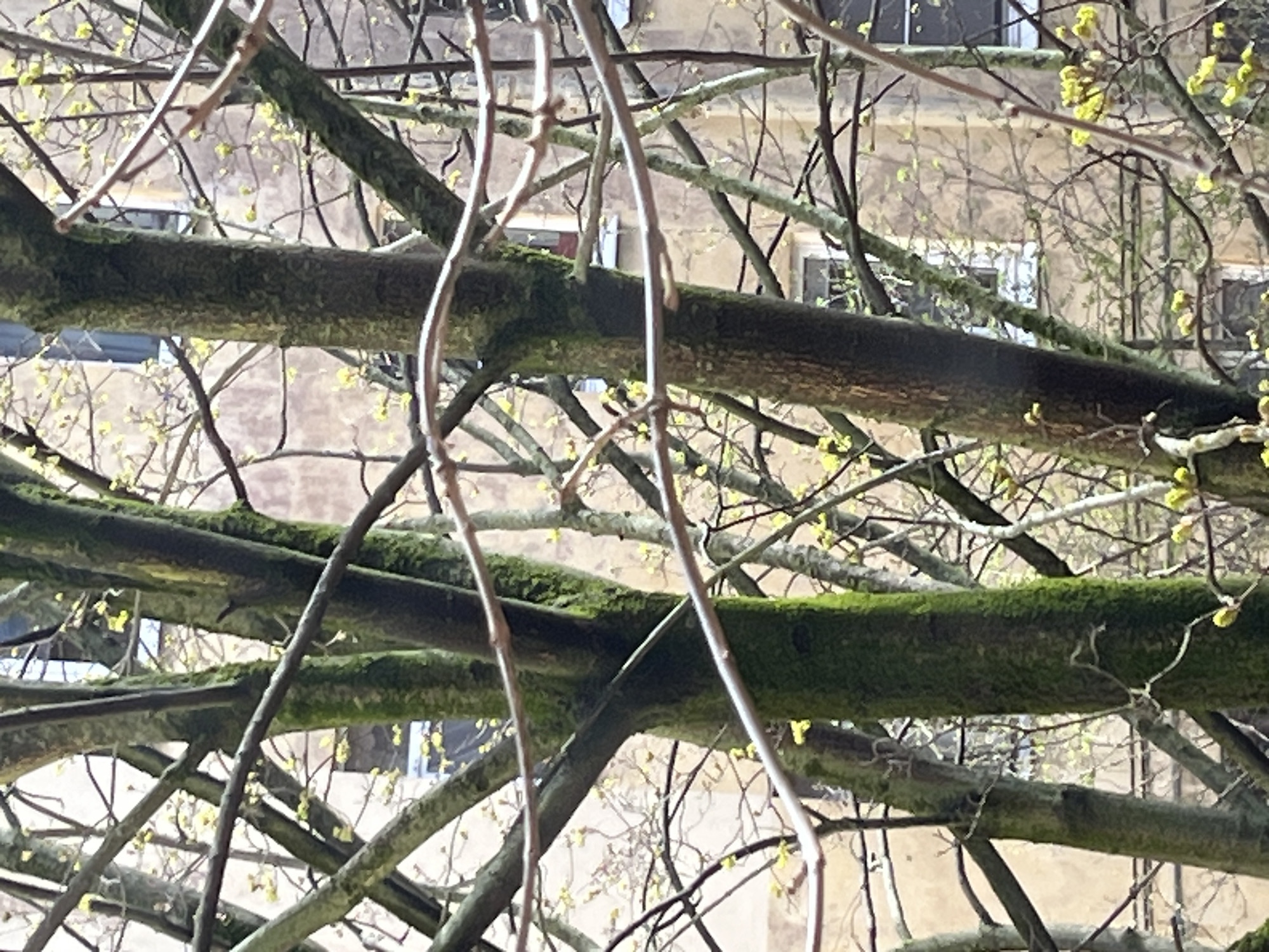 Tree branches frame building in morning observation