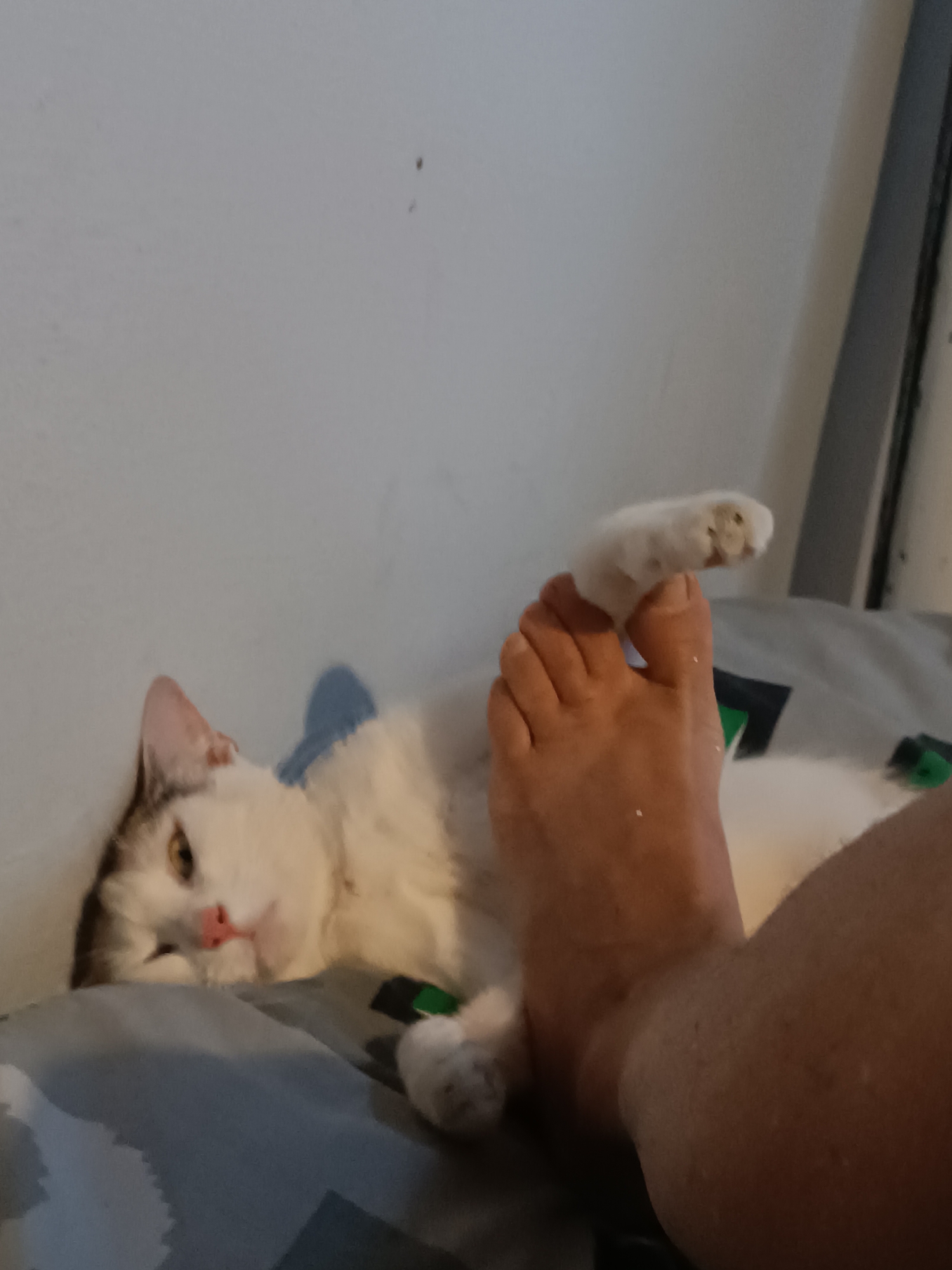 Quiet afternoon with sleeping calico cat documented in Viadana