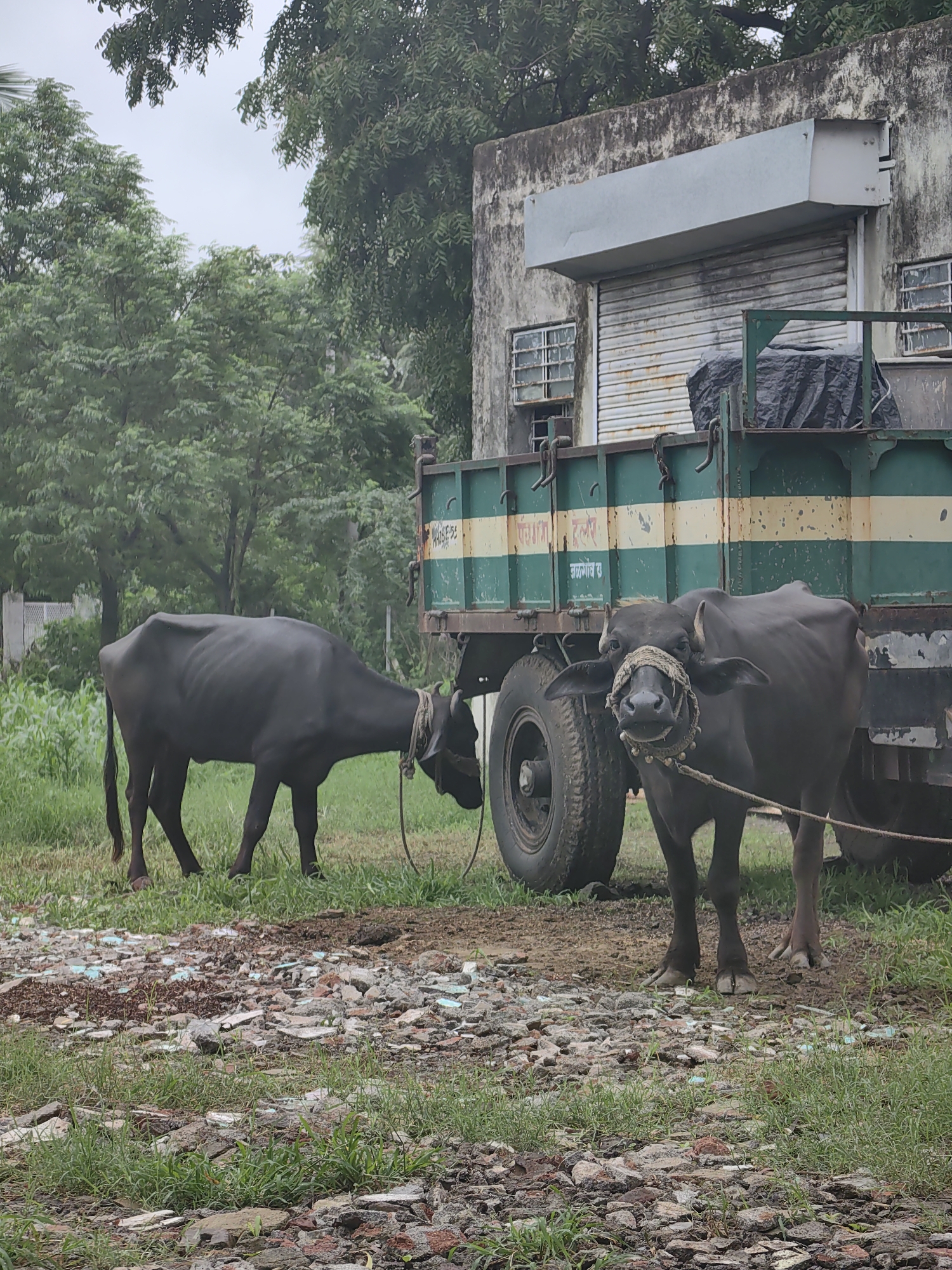 Rural morning in Mhaiswadi: livestock, dogs, and farmwork
