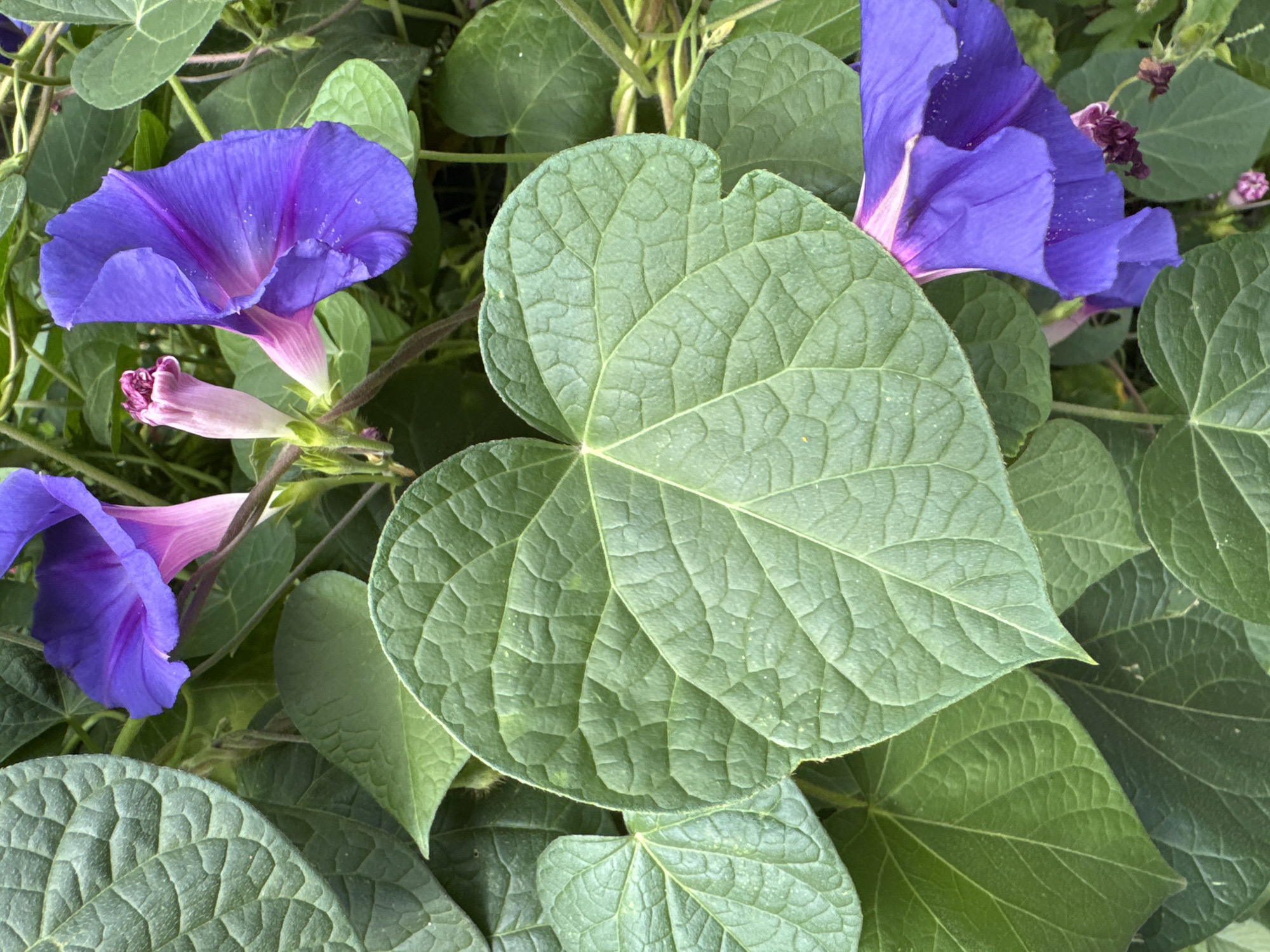 Flowers and ice cream on a Kyiv summer morning