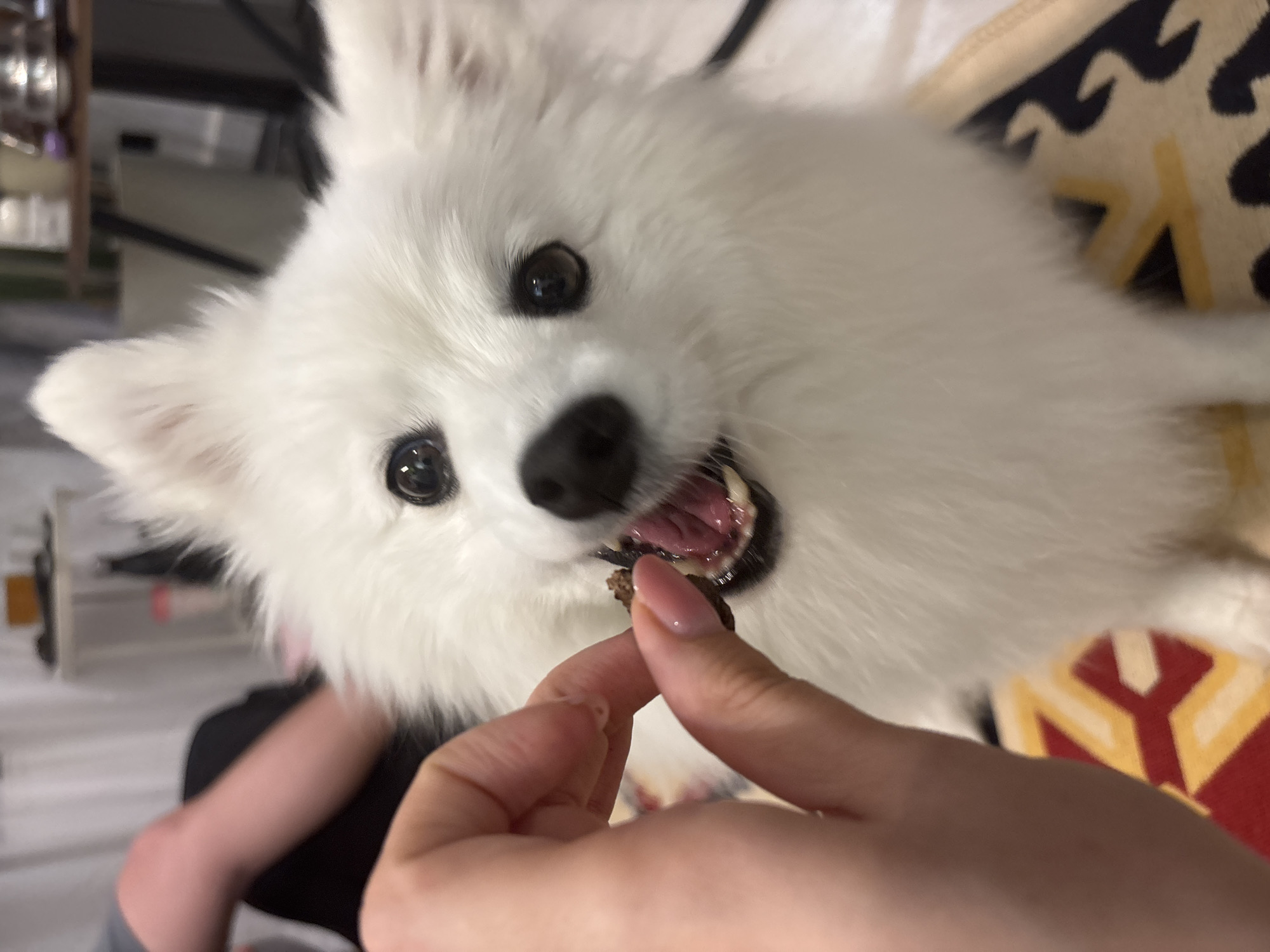 White Pomeranian snacking and napping at home