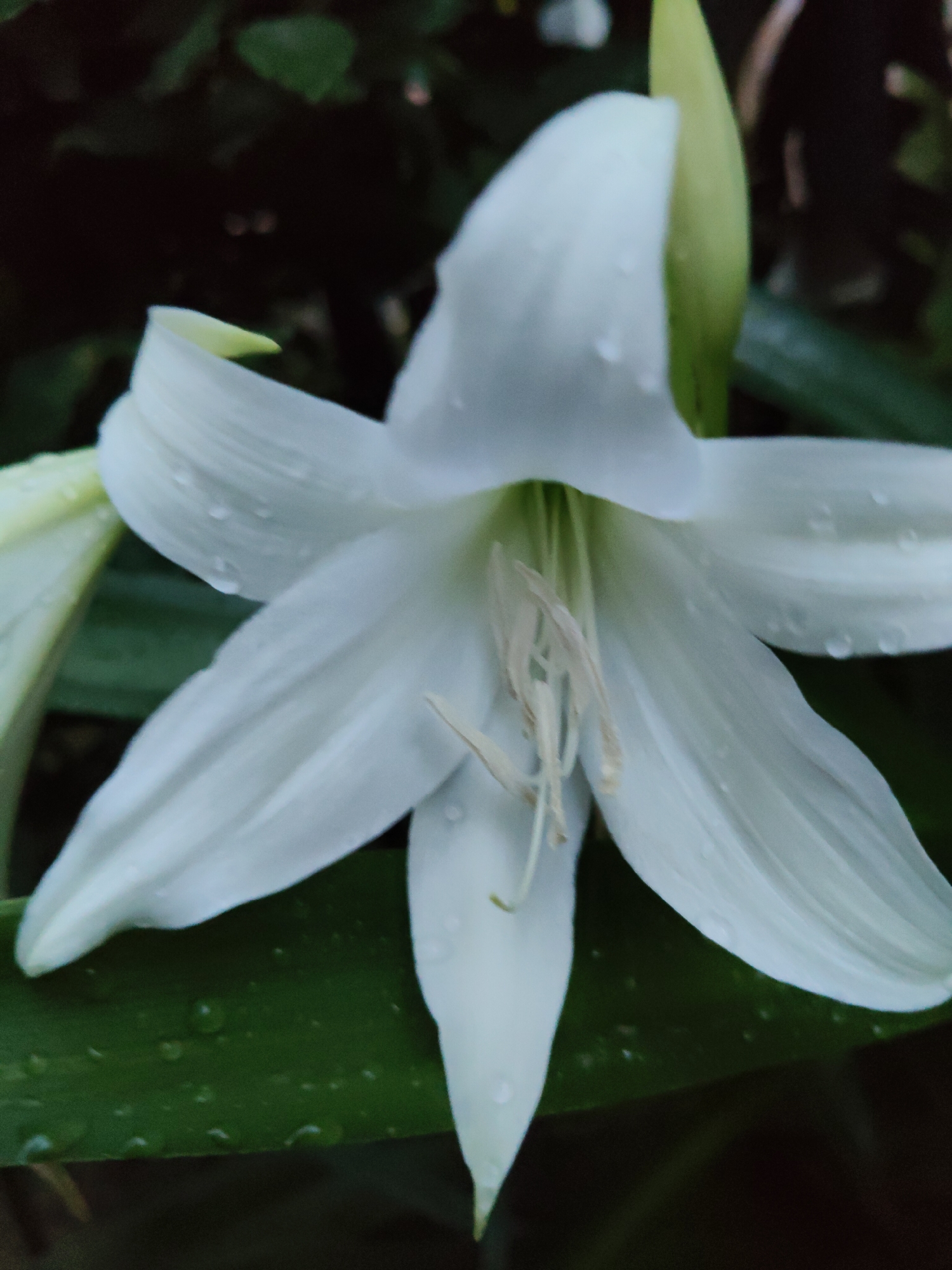 Rain-dotted lilies and hydrangeas in a Sochi garden