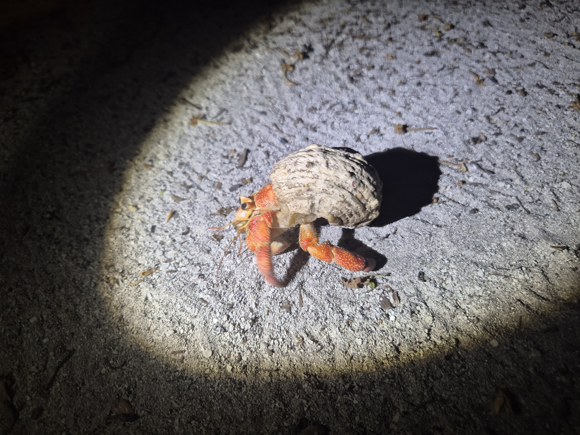 Hermit crab spotted on sandy surface in Maldives