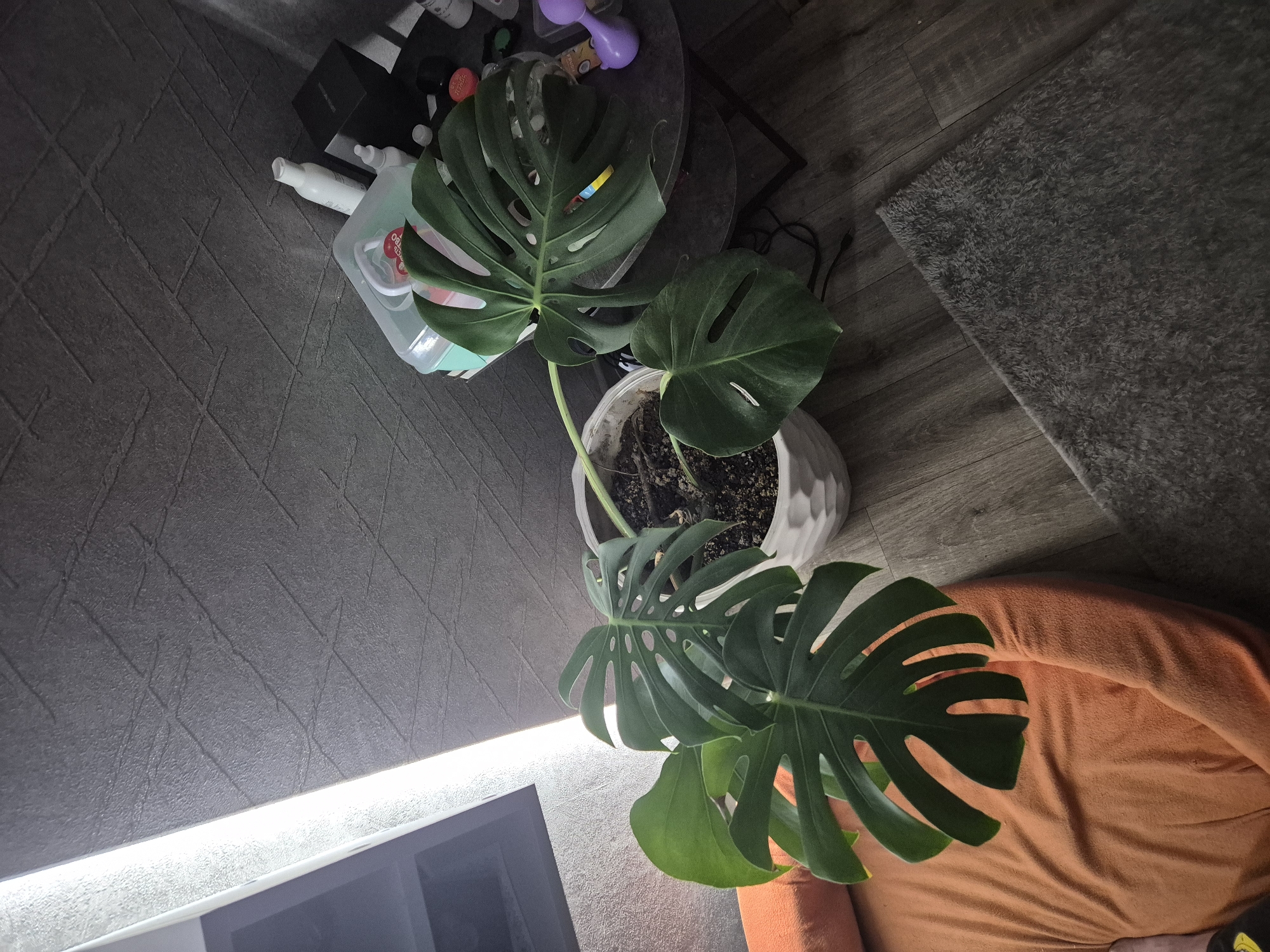 Lazy morning at home with a dog, plants, and football on