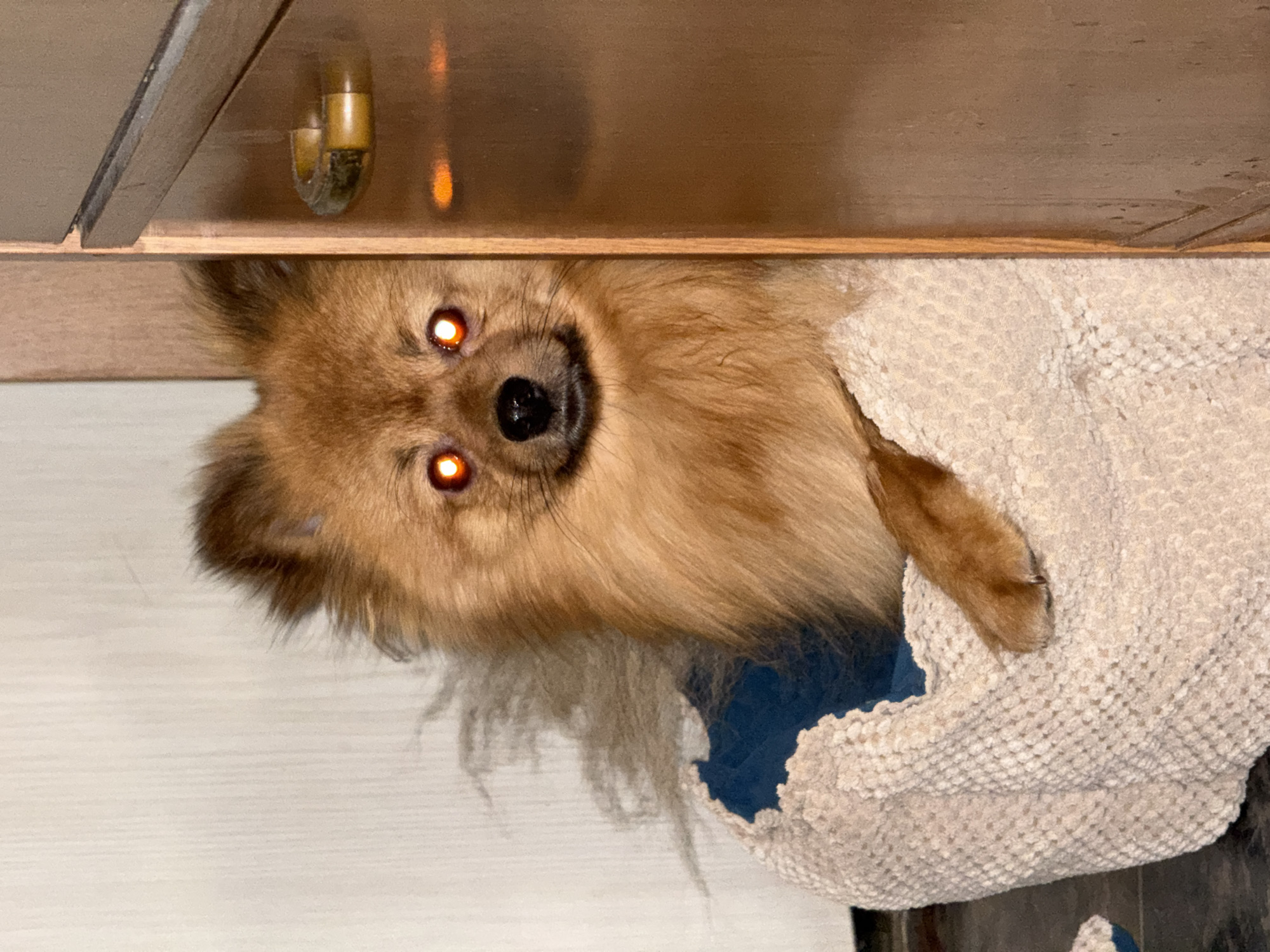 Pomeranian dog photographed wrapped in blanket in Khimki