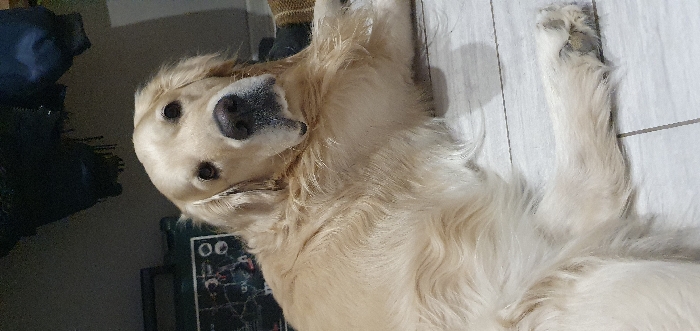 Golden Retriever's morning routine captured in Chaikovsky home