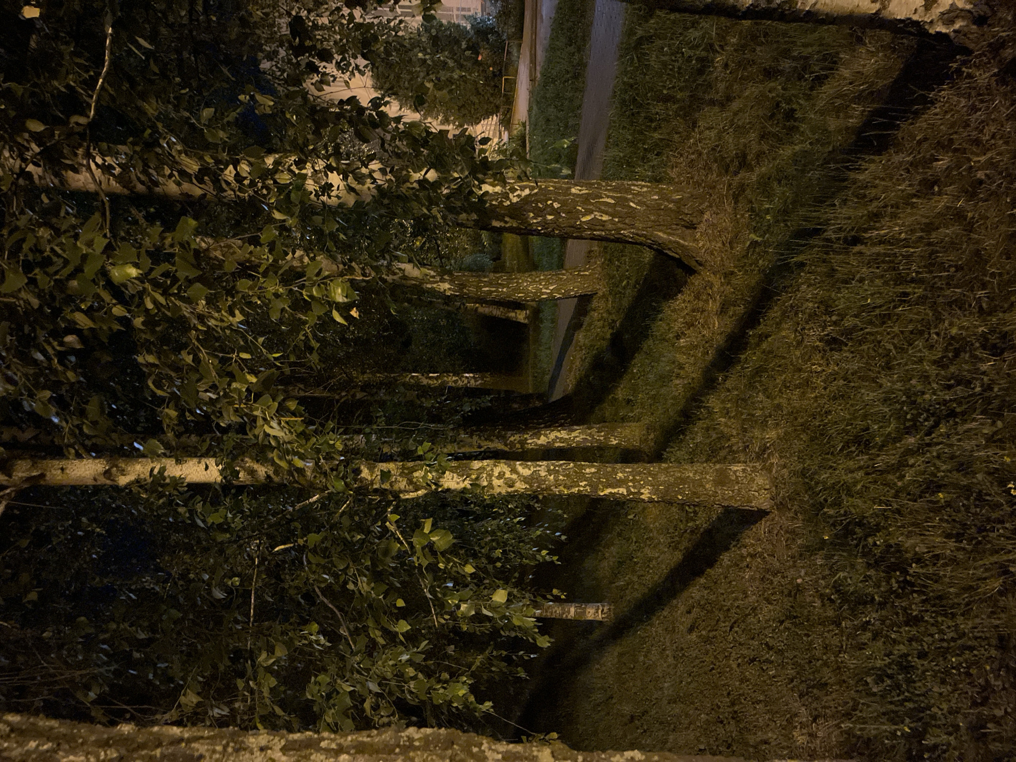 Summer night settling over a Poltava park and streets