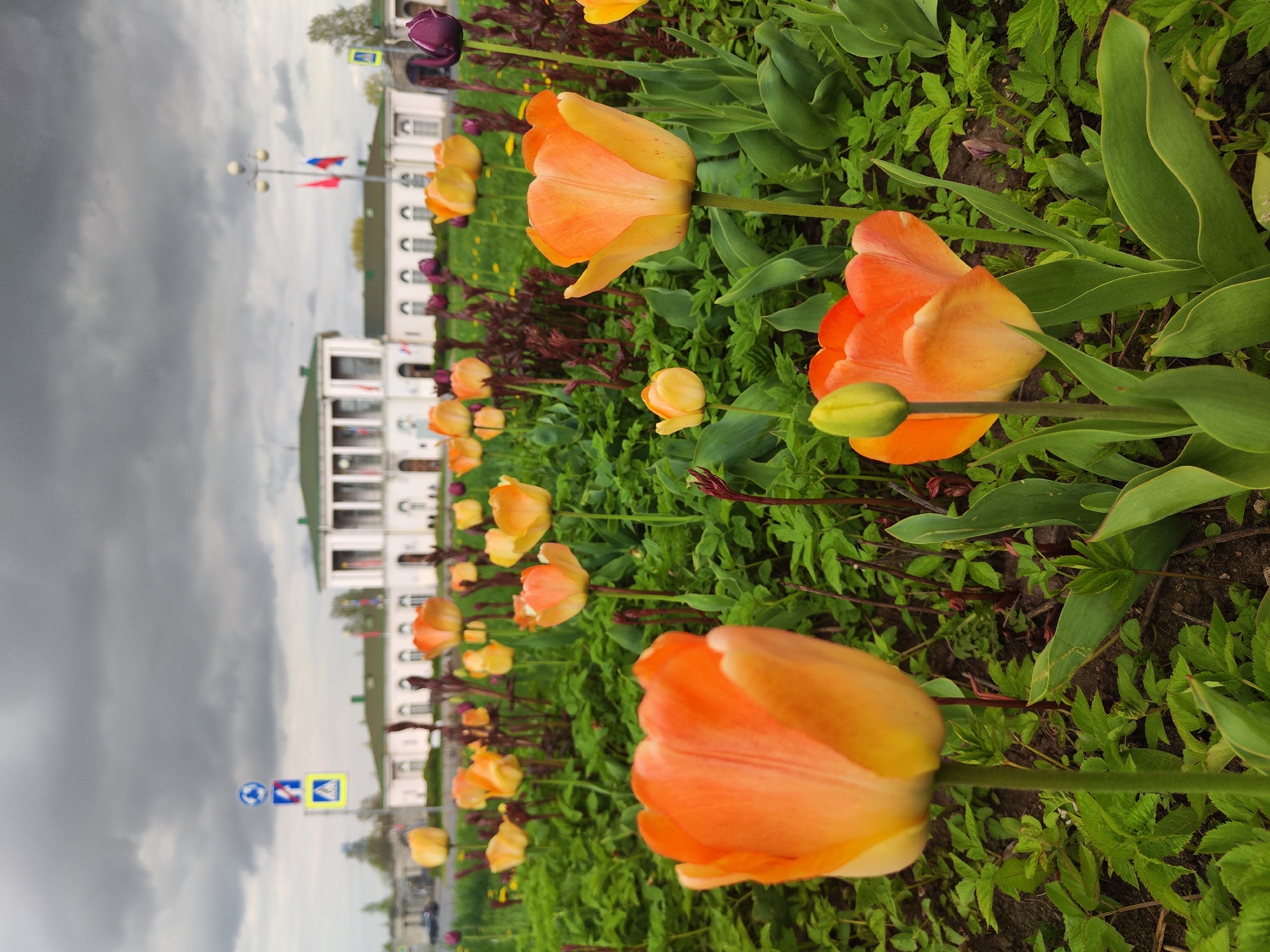 Spring flowers bloom in urban gardens during afternoon observation
