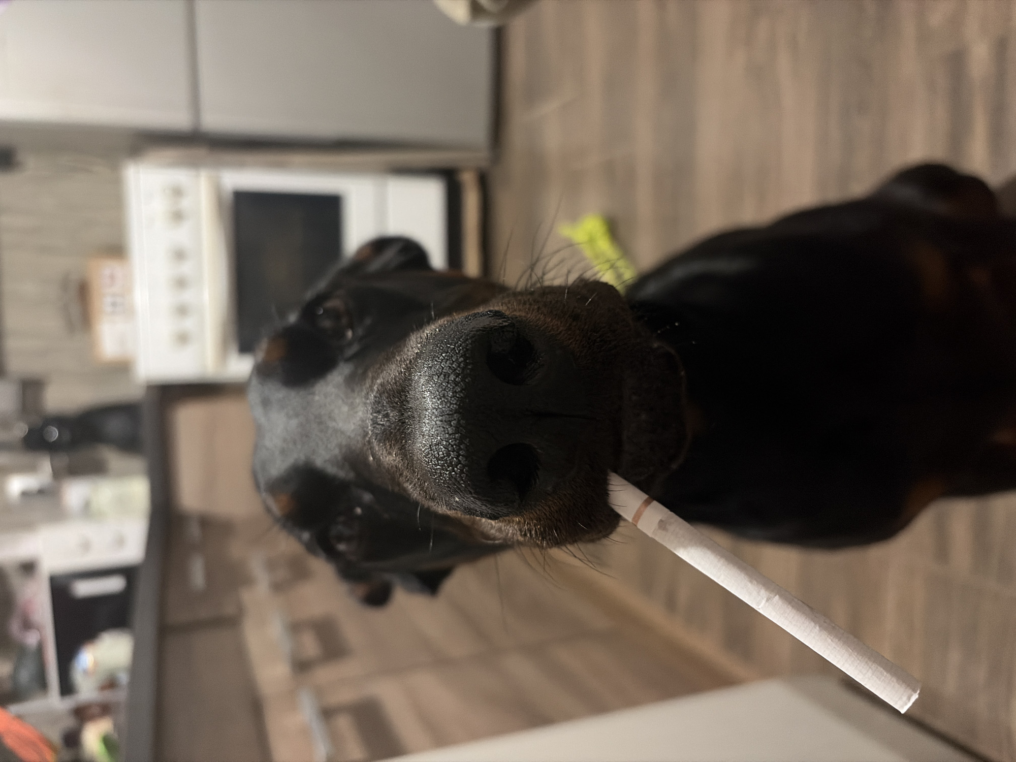 Doberman Dog Spotted Holding Cigarette in Sofia Kitchen