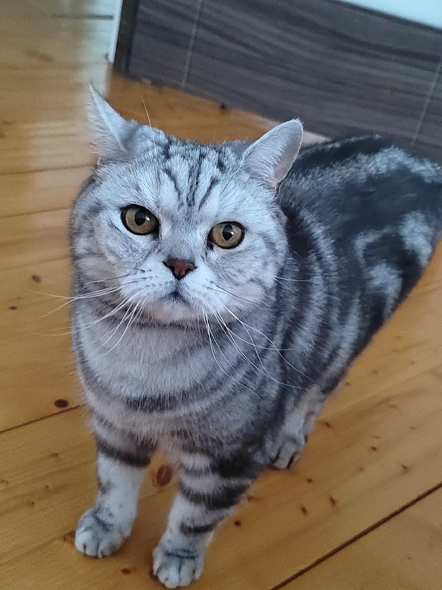 Grey tabby cat spotted on wooden floor in Кукуи