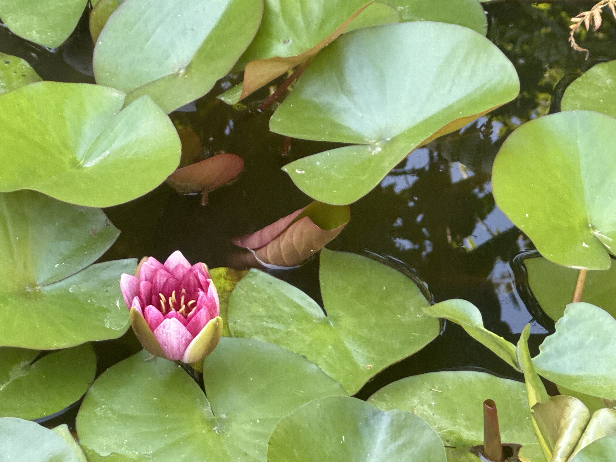 Summer blooms up close in a Camenca garden