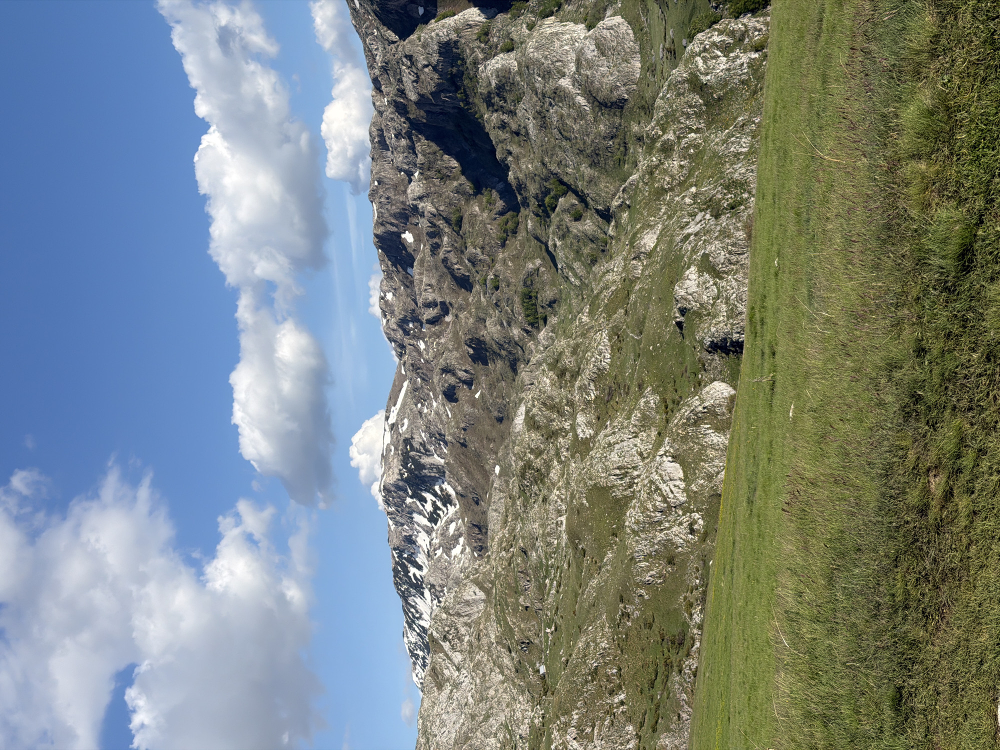 Cows graze on Montenegro hillside amid mountain scenery