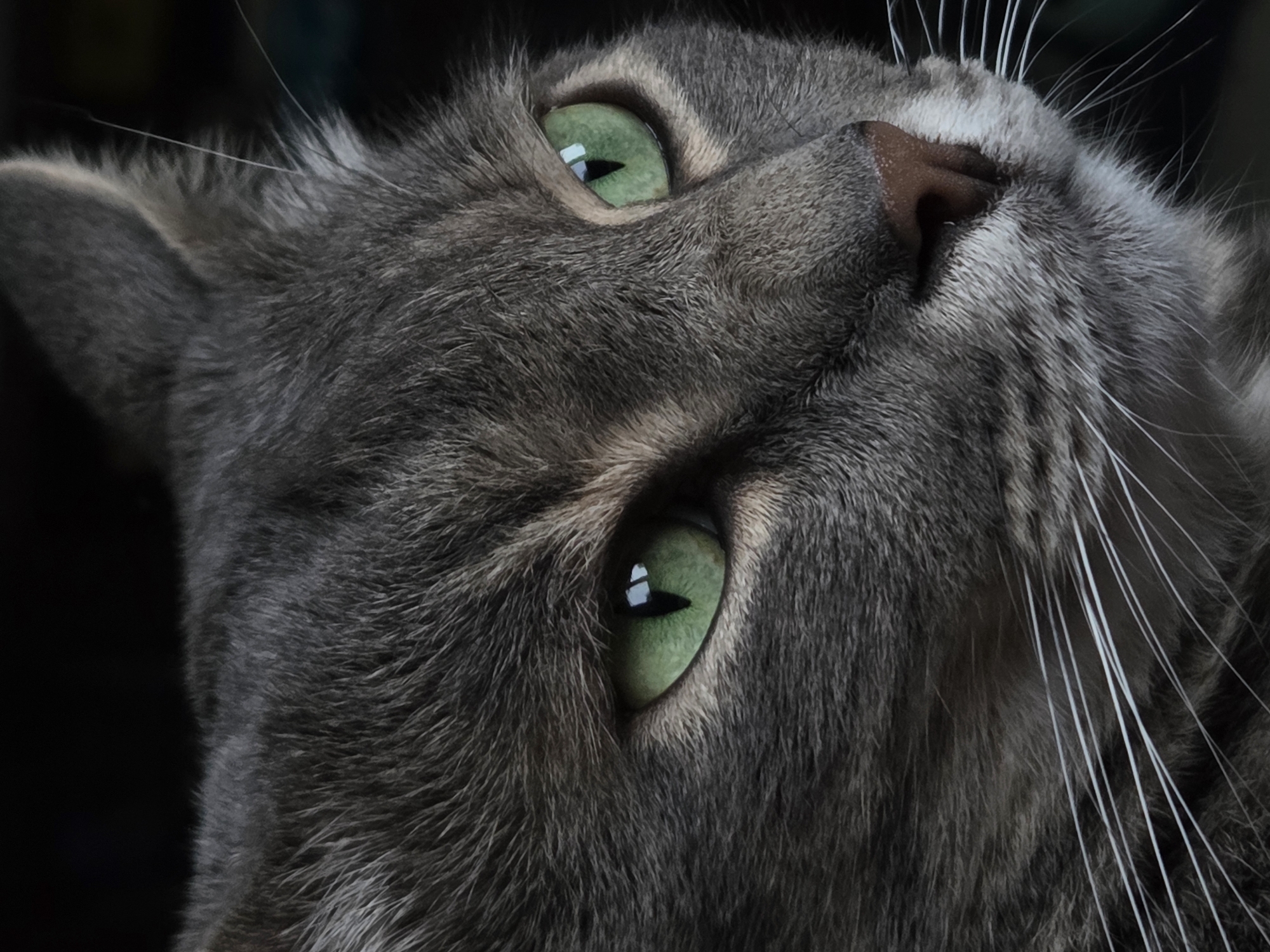 Gray cat and purple lilacs captured in domestic setting