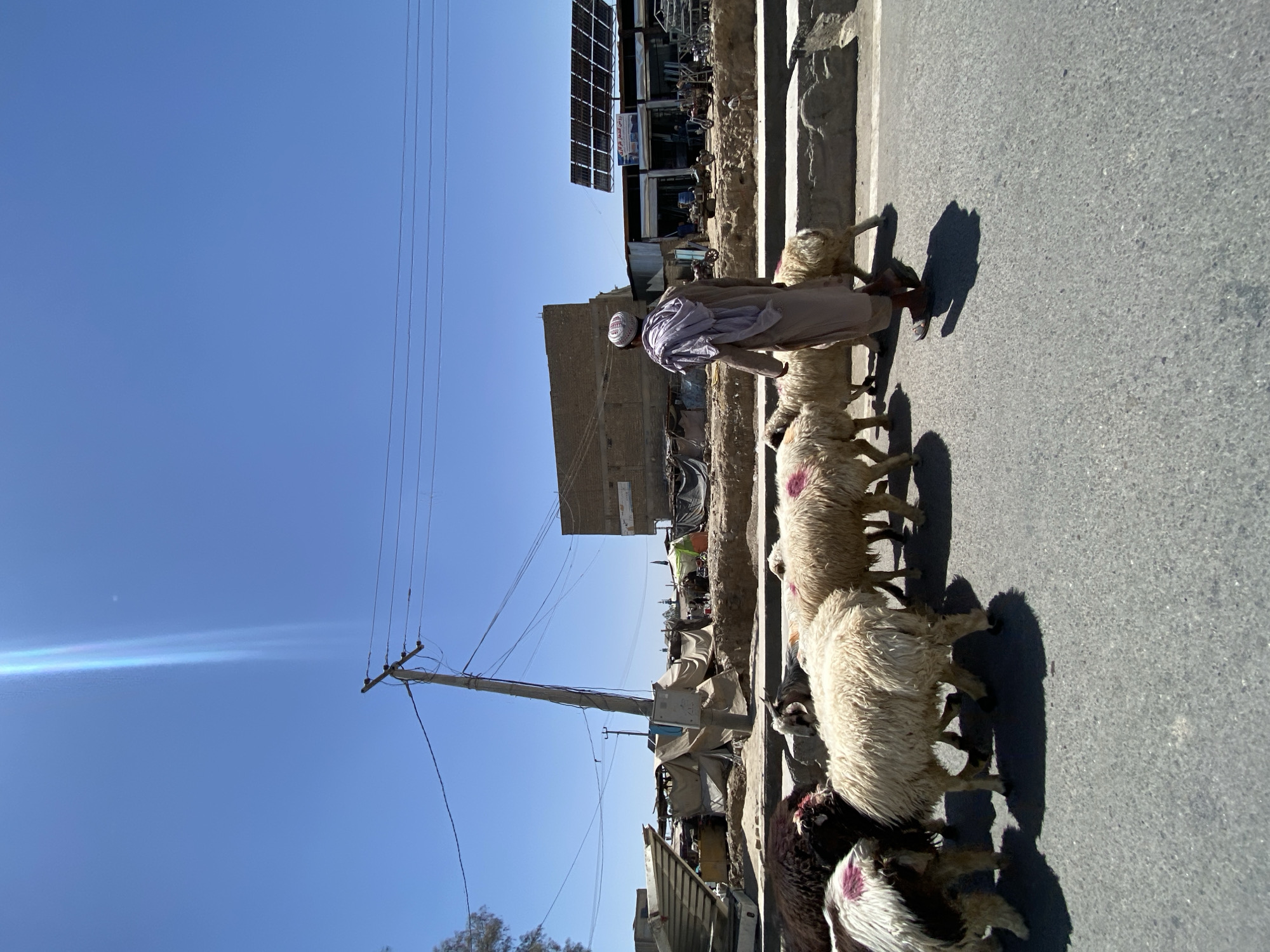 Sheep herd moving through Kandahar streets mid-morning