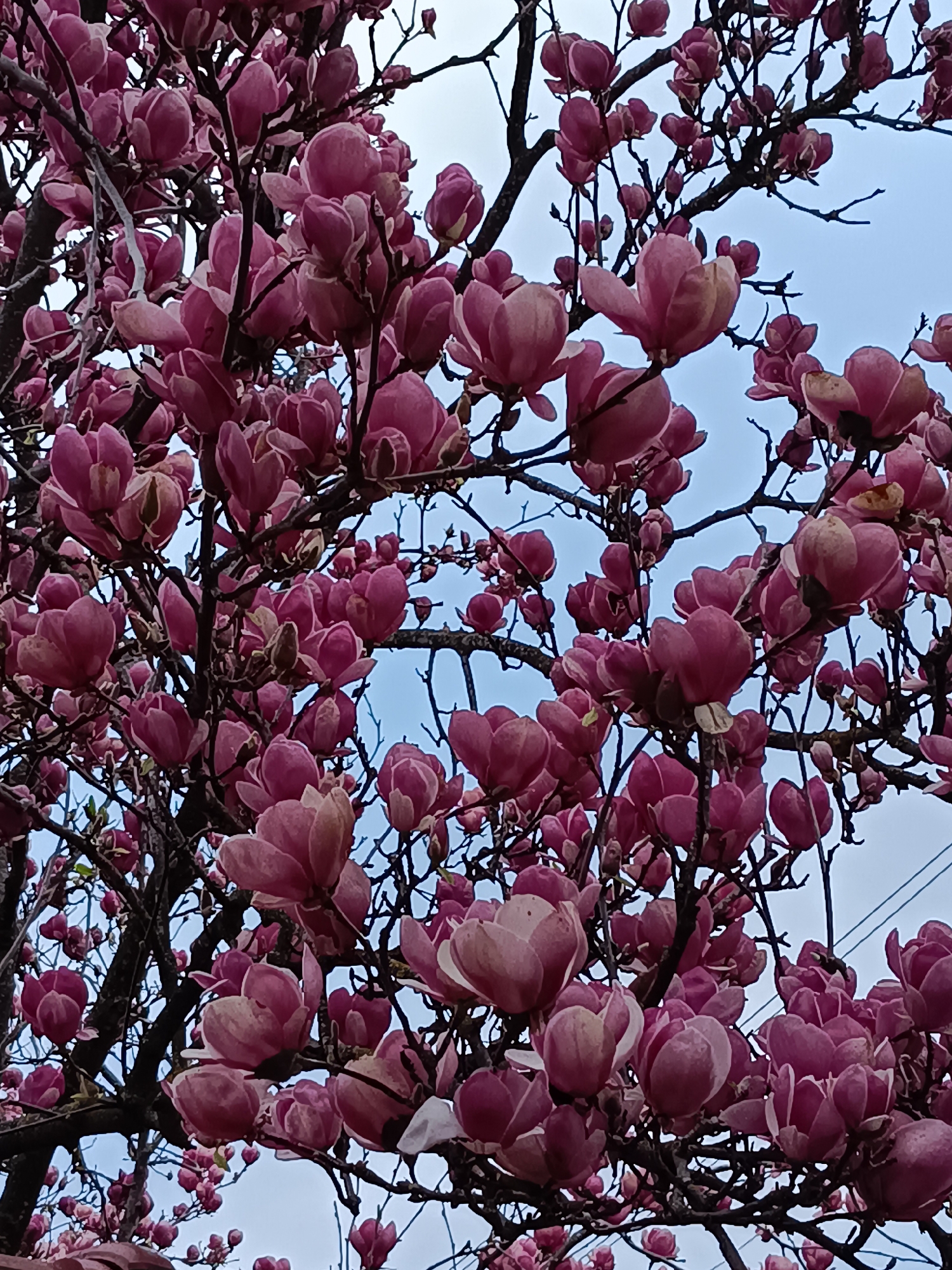 Spring magnolia blooms captured in Bulgarian town