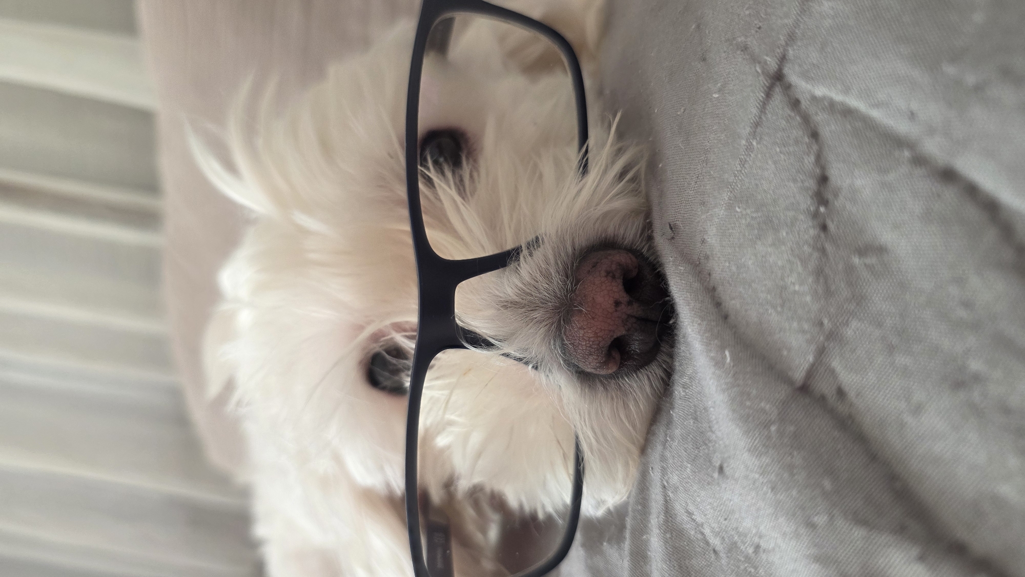 White dog poses in glasses for morning photos