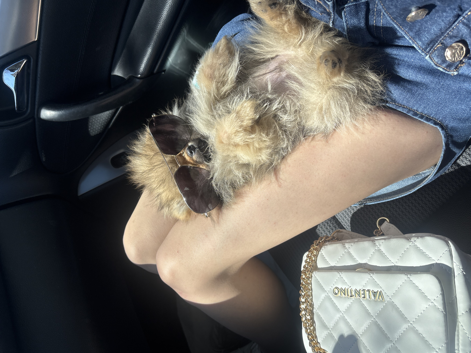 Dog wearing sunglasses relaxes upside down on lap in Plovdiv