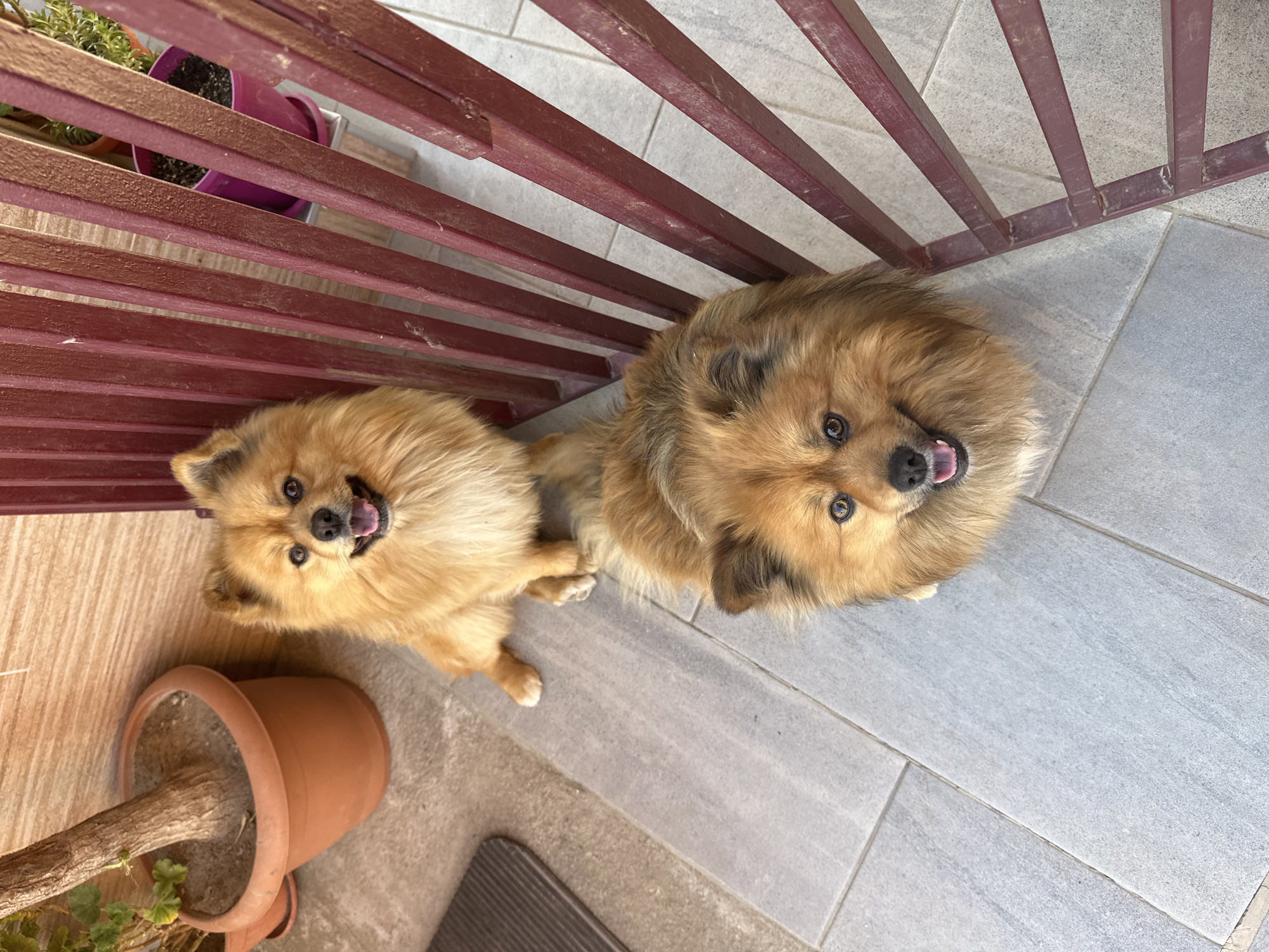 Dogs relax on tiled patio in Manole, Bulgaria