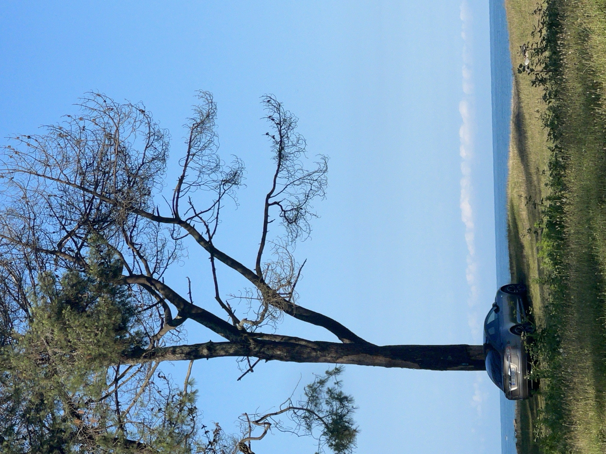Tesla parked near pine trees on Georgia's Black Sea coast