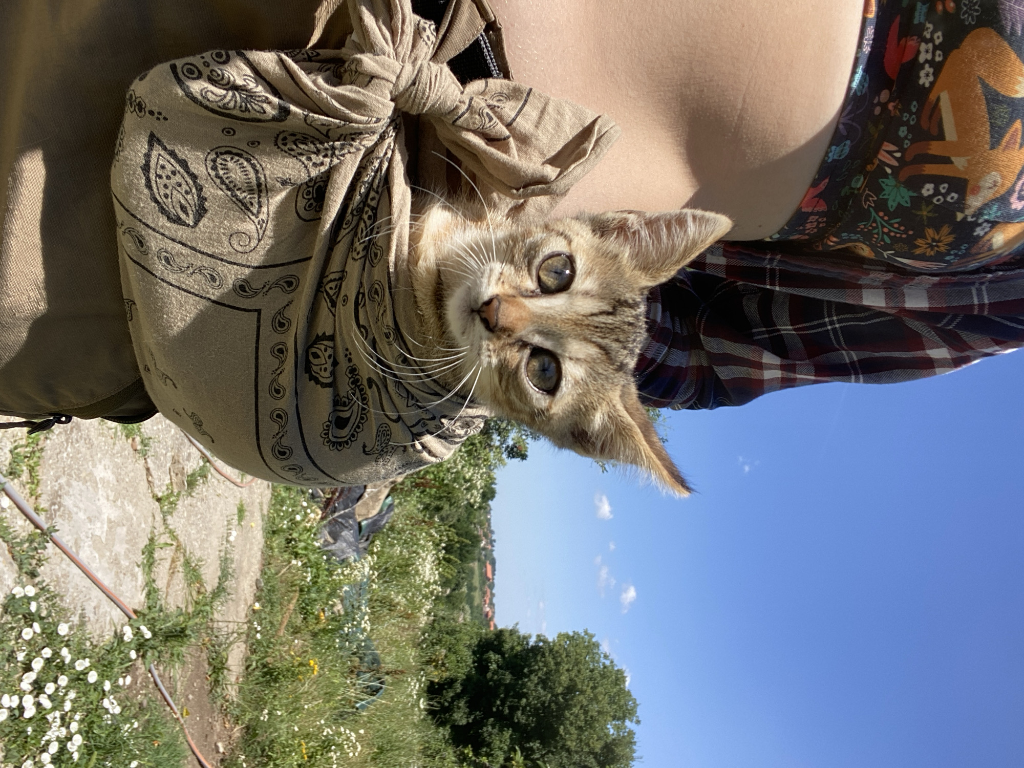 Tabby kitten rides along in a paisley bandana sling, Serbia