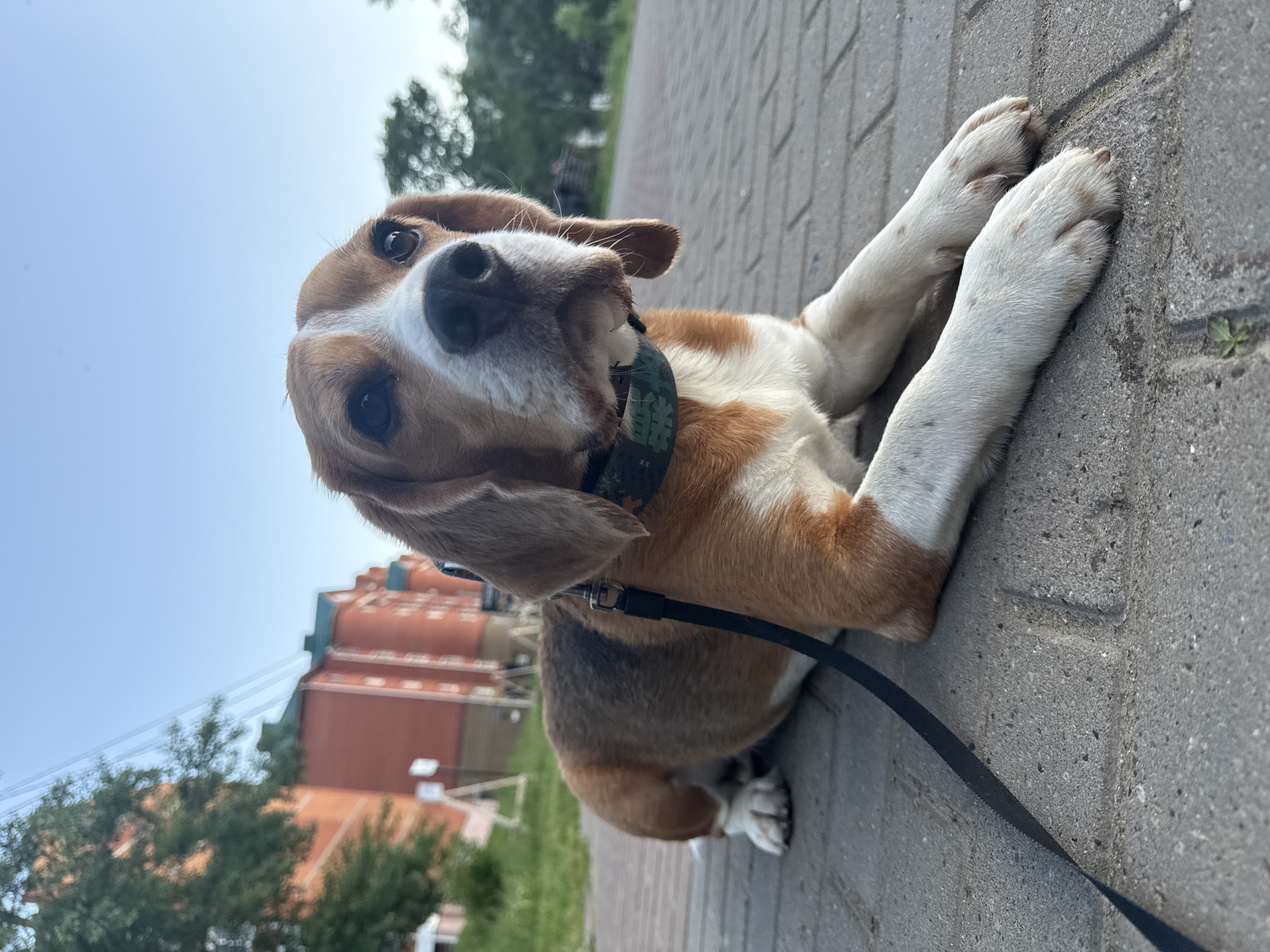 Evening dog walk documented in Chaikovsky, Russia