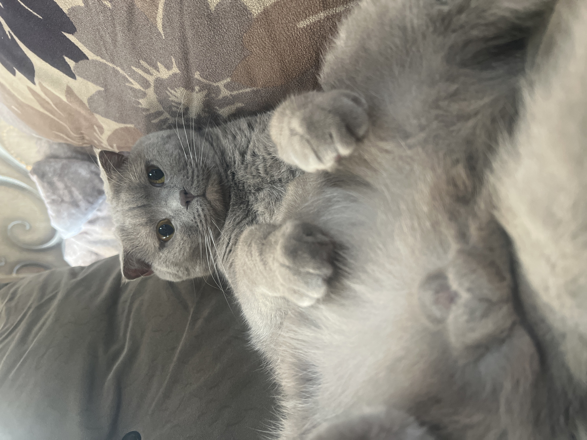 Lazy afternoon at home with a very chill grey cat
