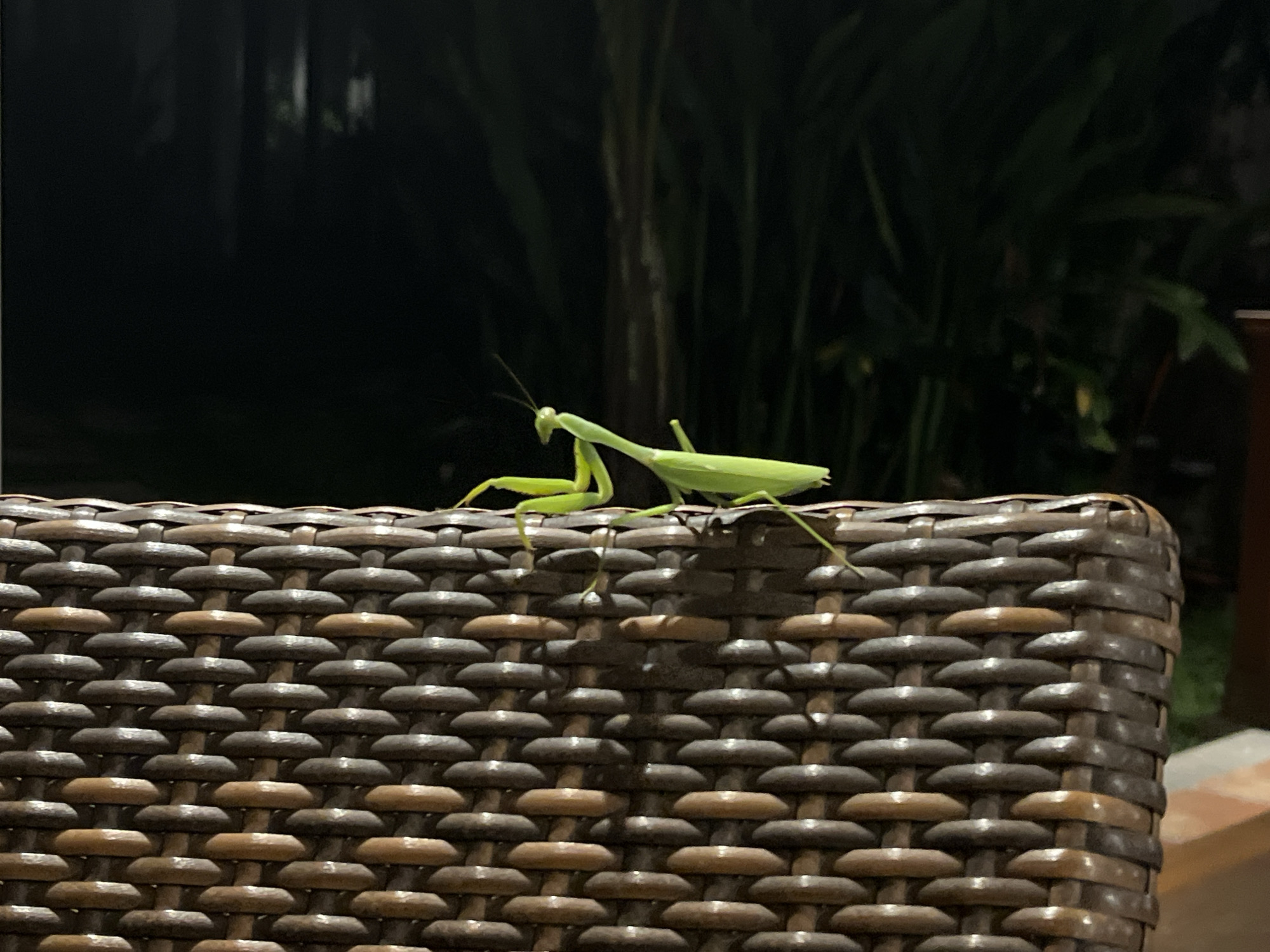 Wildlife encounters documented in North Kuta Indonesia residential area