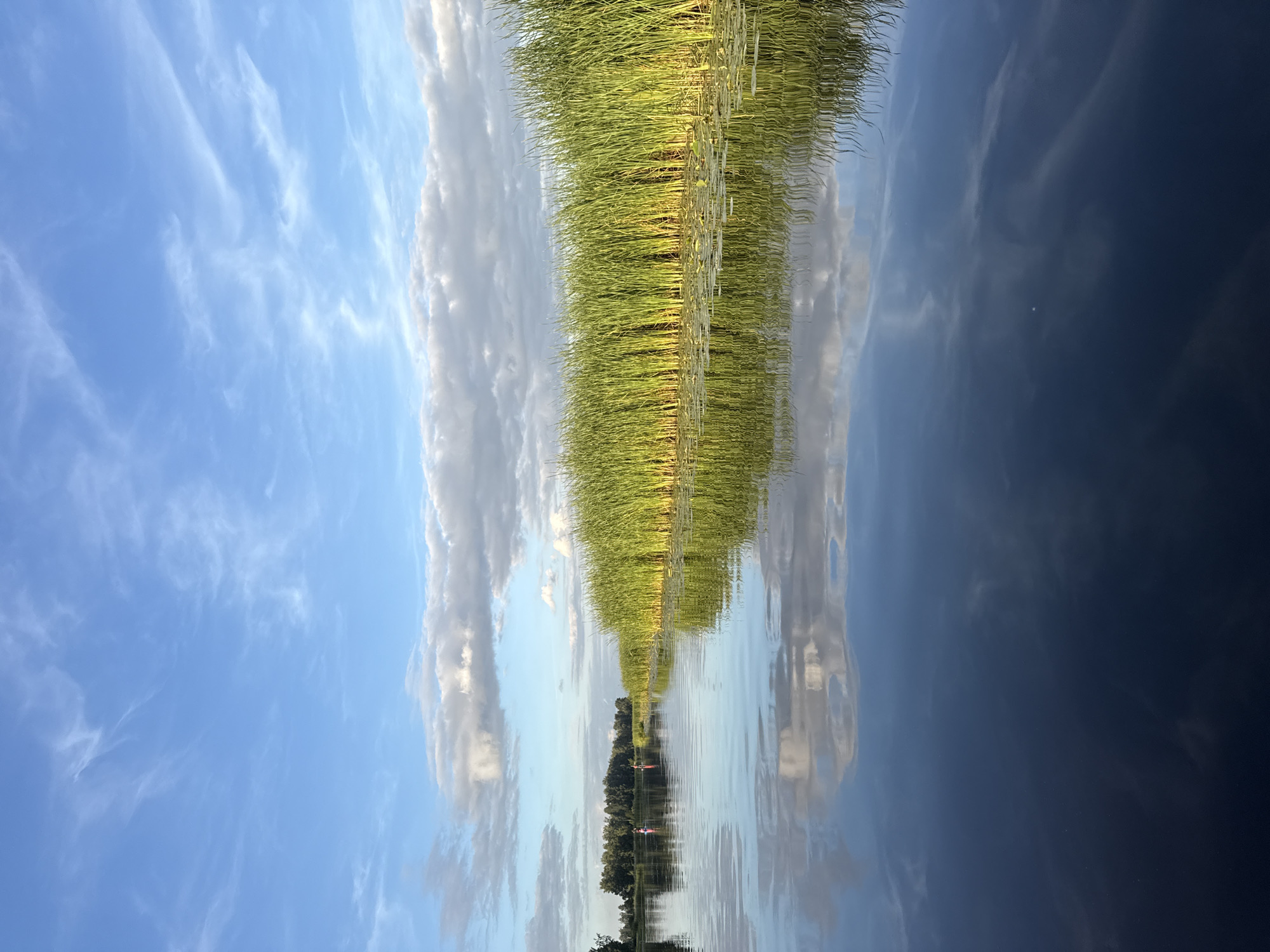Reeds, lily pads, and still water along a Latvian river